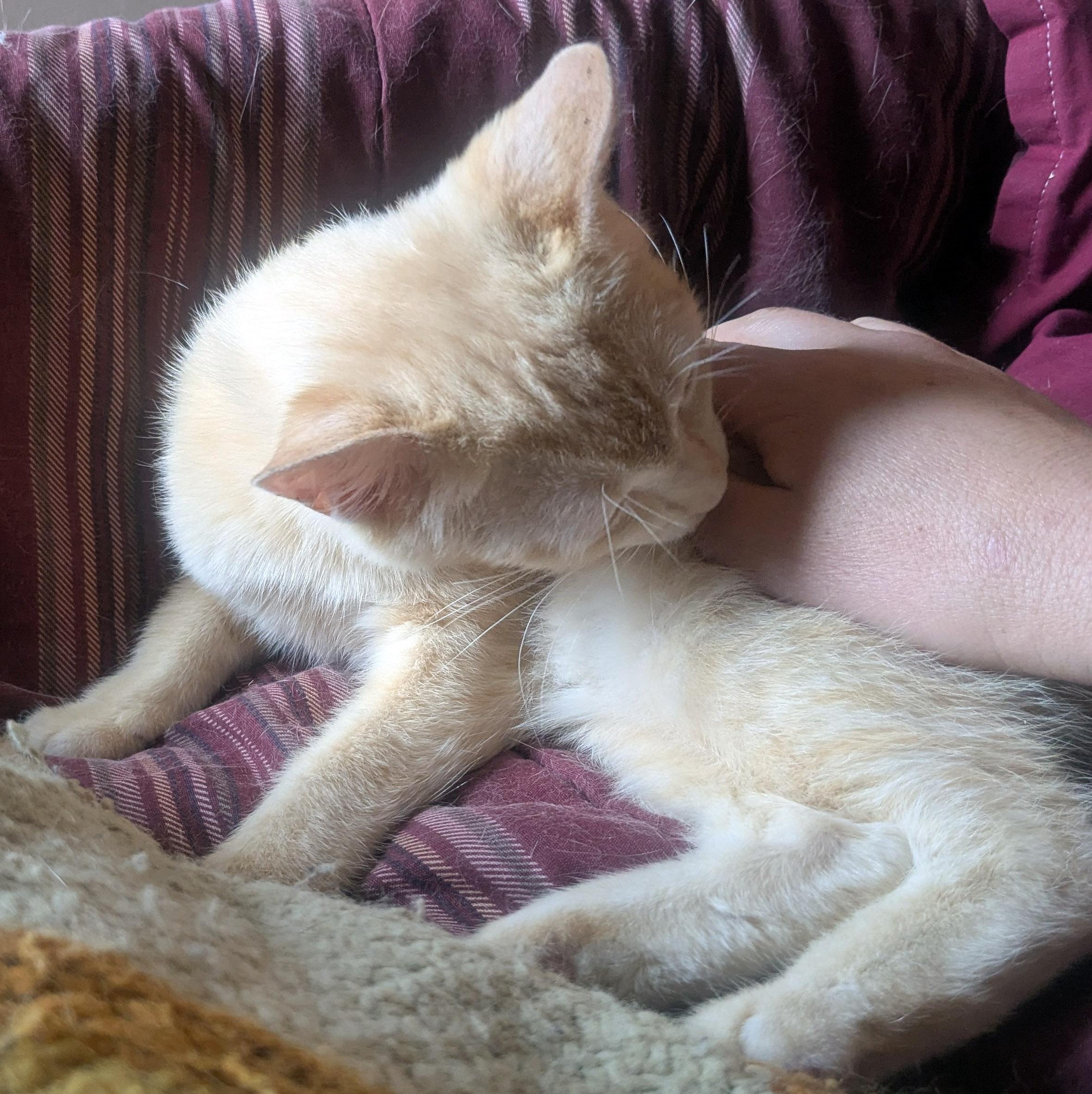 Enlarge Stevie Nicks, a ADOPTABLE Domestic Short Hair in Chicago, IL image 5/5