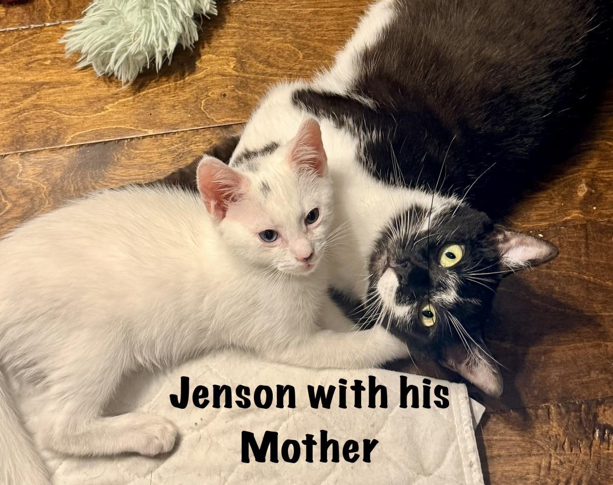 Jenson, Adoptable, Kitten Male Domestic Short Hair.