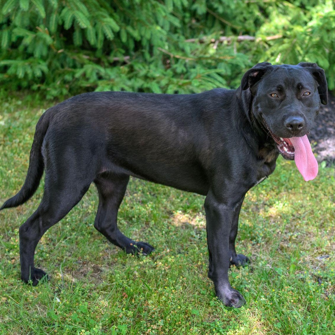 Enlarge RAVEN, a ADOPTABLE Black Labrador Retriever in Hamilton, NJ image 2/5