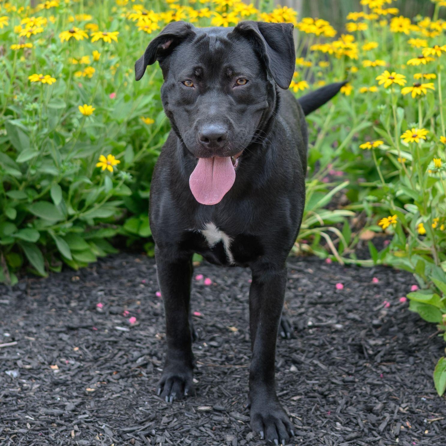 RAVEN, ADOPTABLE, Young Female Black Labrador Retriever.