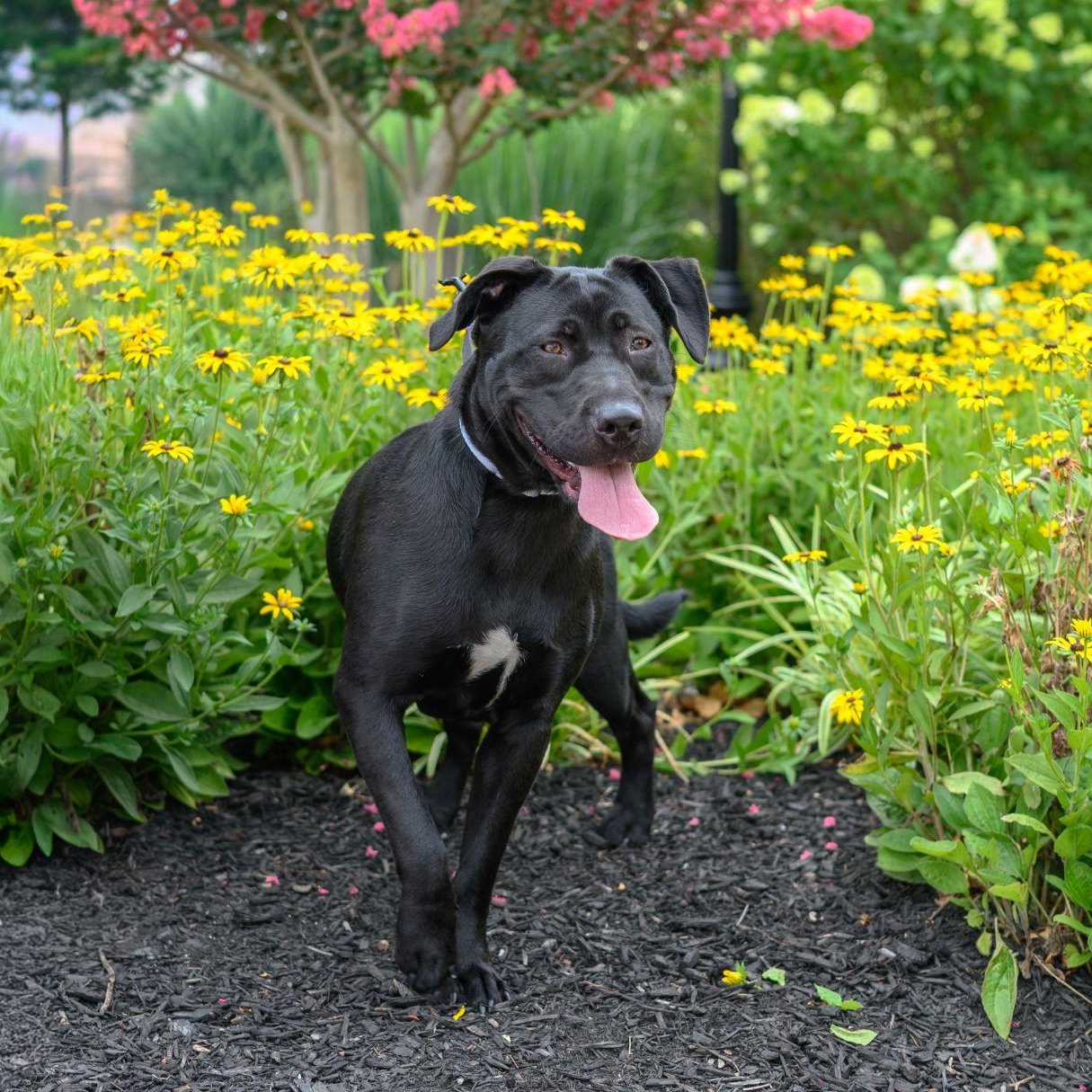 RAVEN, a ADOPTABLE Black Labrador Retriever in Hamilton, NJ image 2/6