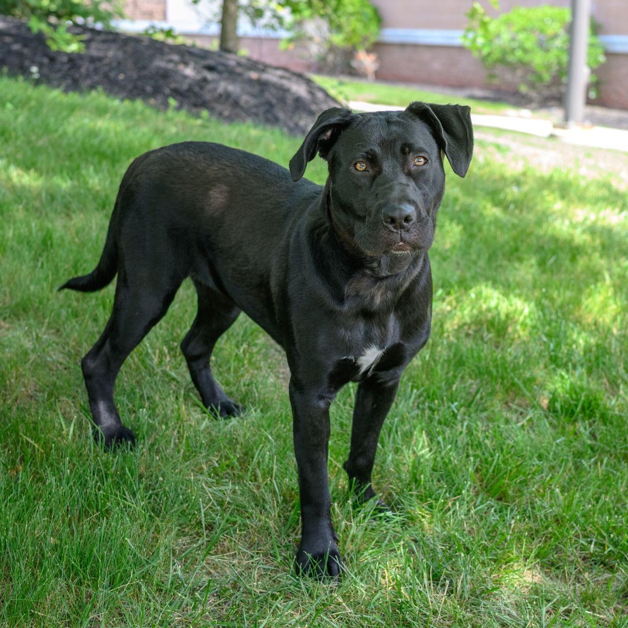RAVEN, ADOPTABLE, Young Female Black Labrador Retriever.