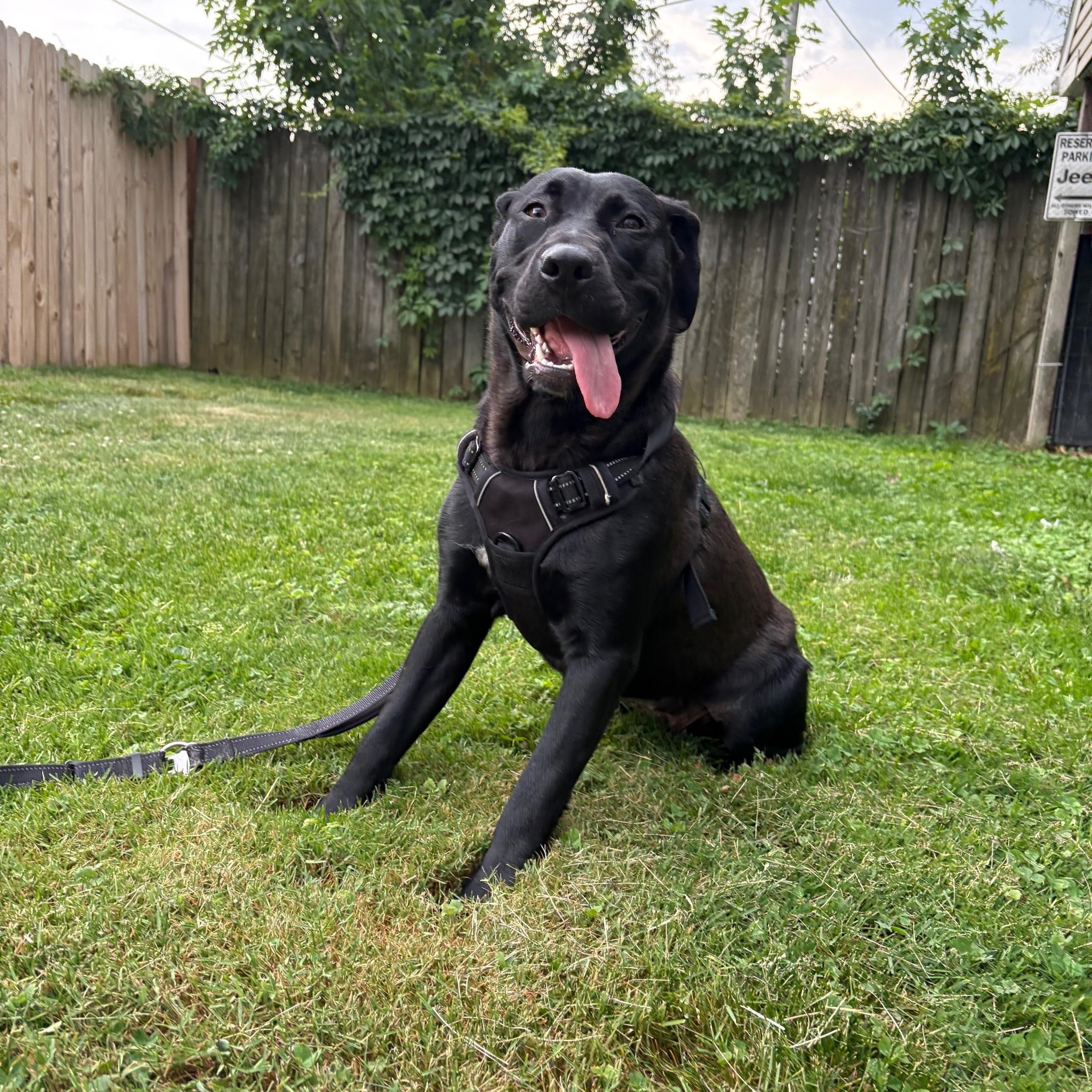 Enlarge RAVEN, a ADOPTABLE Black Labrador Retriever in Hamilton, NJ image 4/5