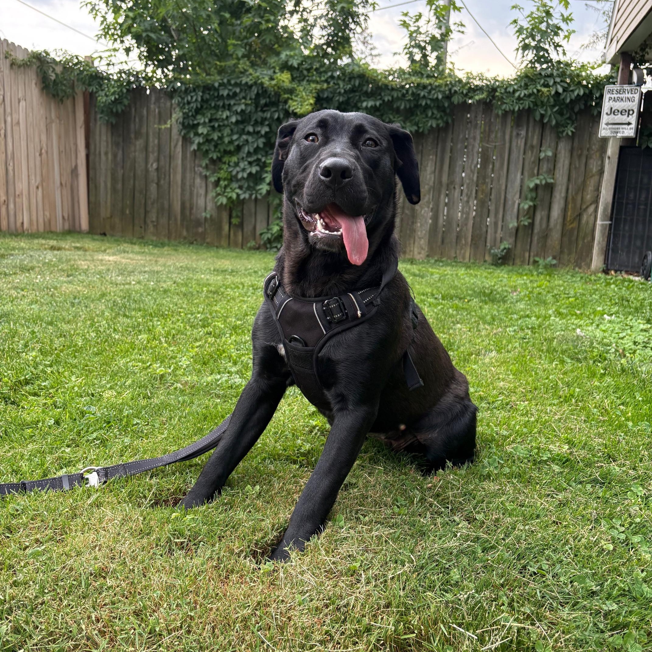 Enlarge RAVEN, a ADOPTABLE Black Labrador Retriever in Hamilton, NJ image 5/5