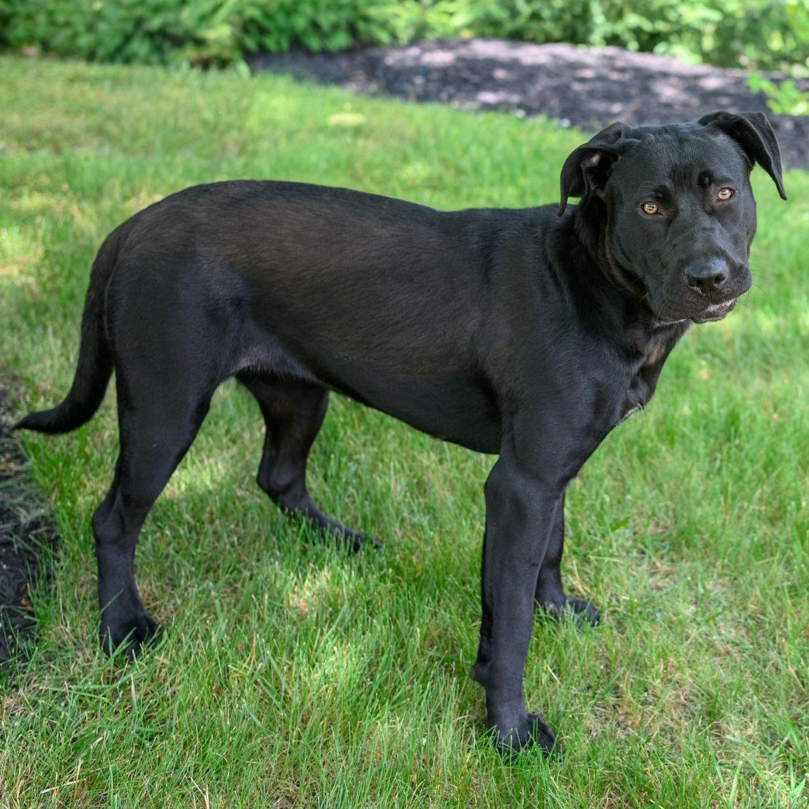 Enlarge RAVEN, a ADOPTABLE Black Labrador Retriever in Hamilton, NJ image 3/5