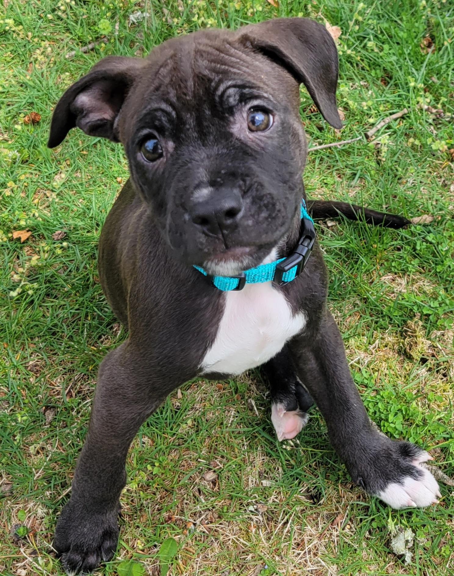Enlarge Baby Huey, an adopted mixed breed in Elwood, NJ image 2/6