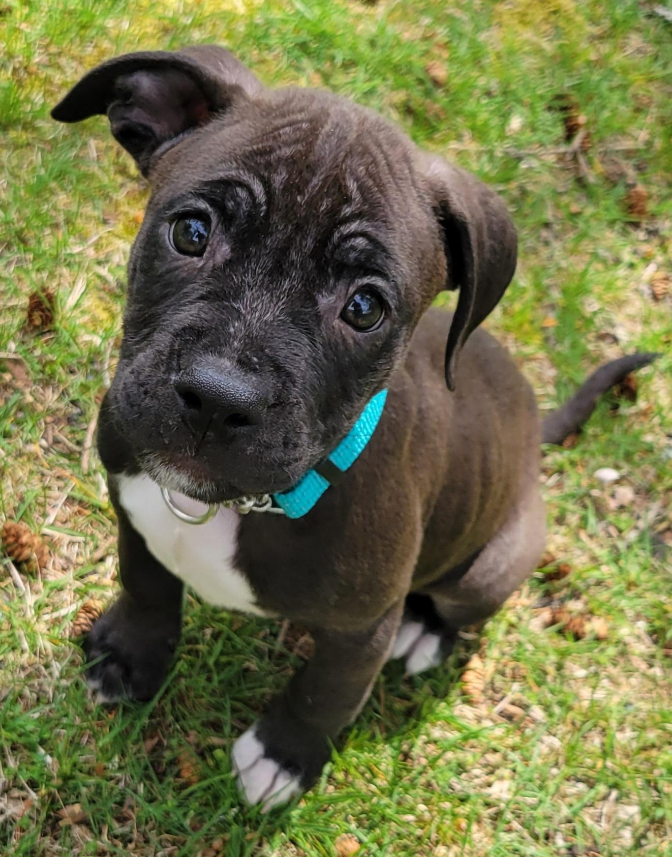 Enlarge Baby Huey, an adopted mixed breed in Elwood, NJ image 4/6