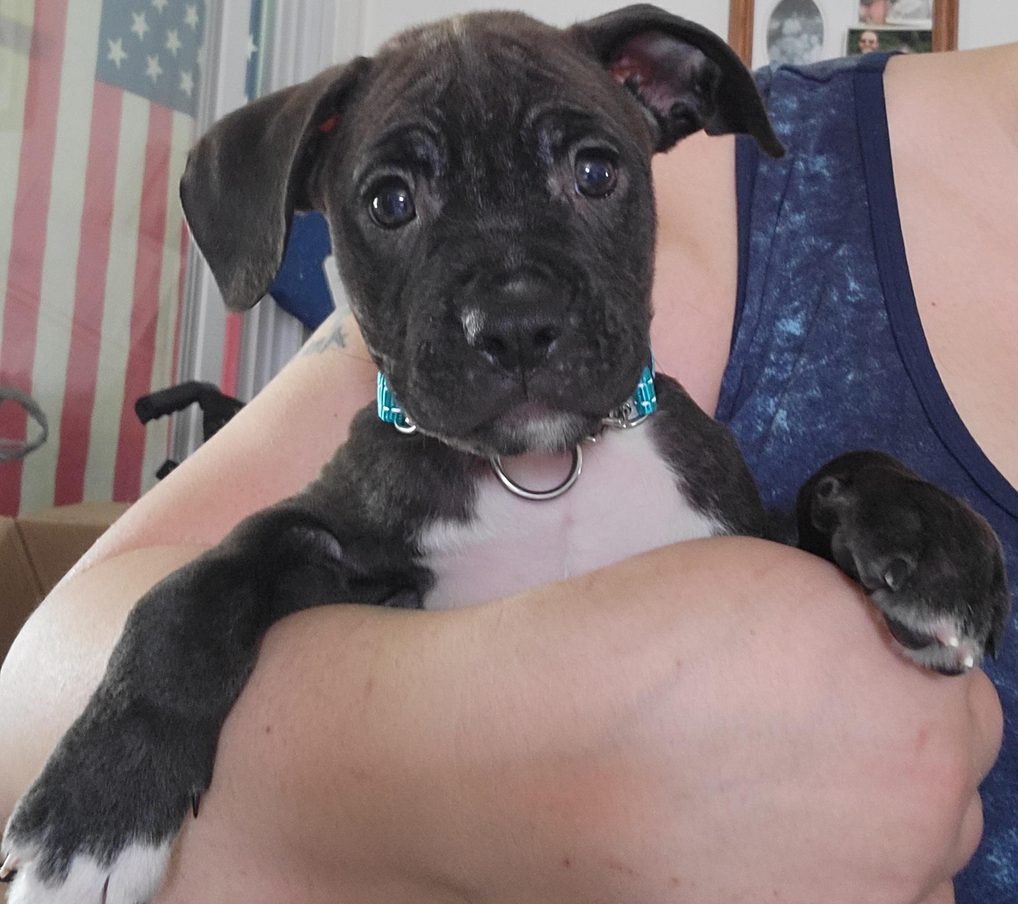 Baby Huey, adopted, Puppy Male Pit Bull Terrier.