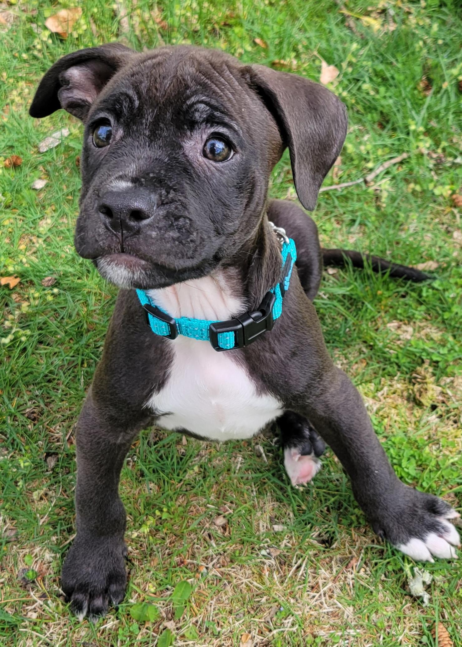Enlarge Baby Huey, an adopted mixed breed in Elwood, NJ image 5/6