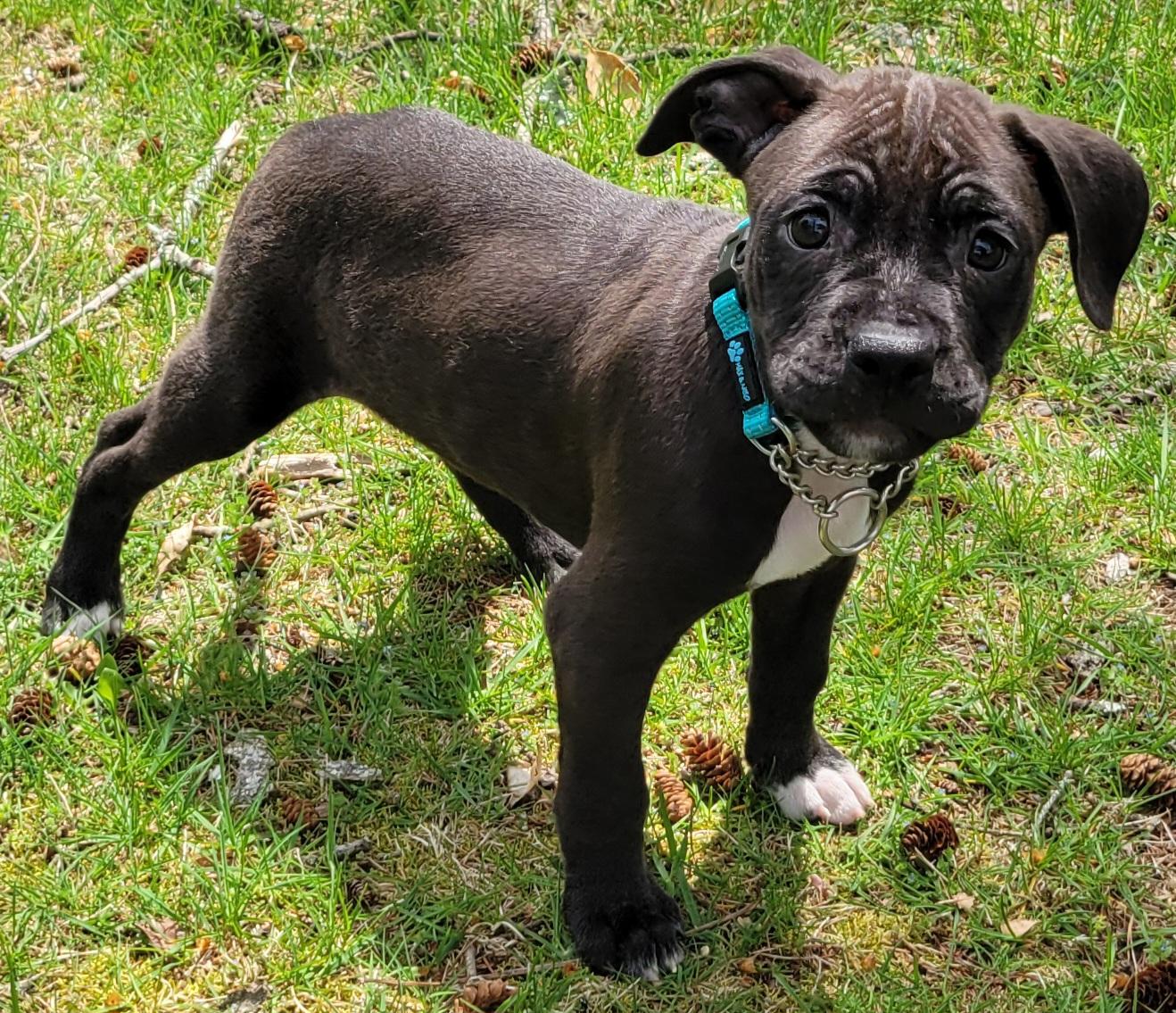 Enlarge Baby Huey, an adopted mixed breed in Elwood, NJ image 3/6