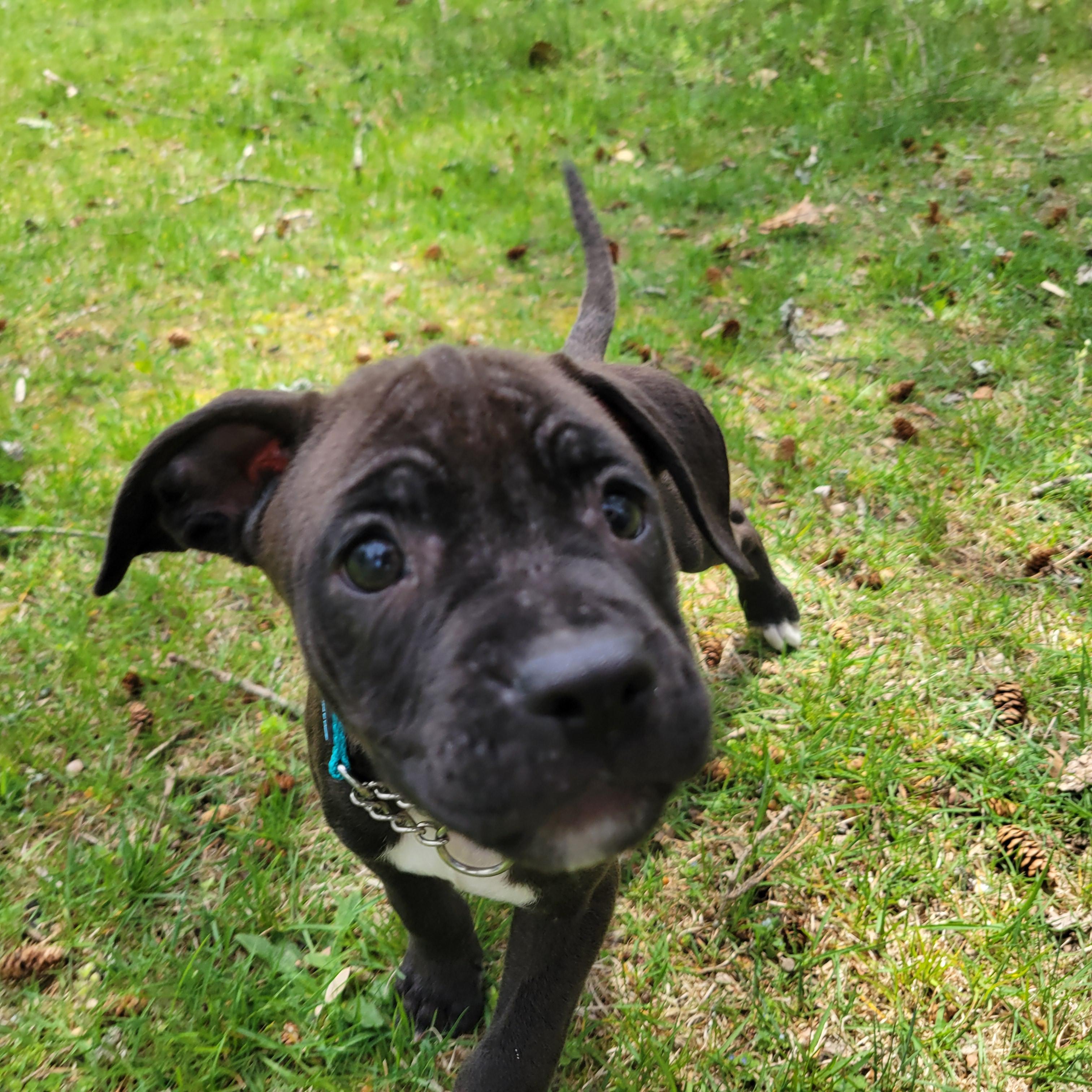 Enlarge Baby Huey, an adopted mixed breed in Elwood, NJ image 6/6