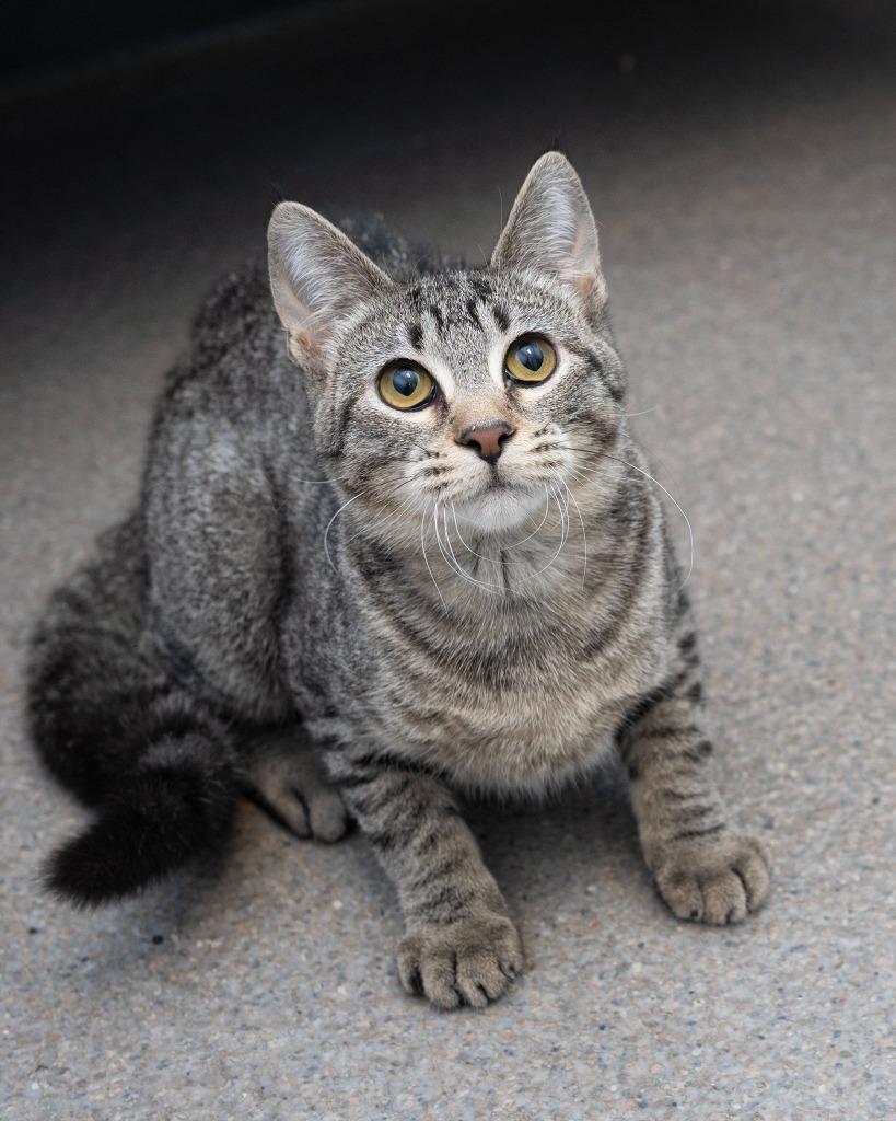 Enlarge Clawdia, a Adoptable mixed breed in Boone, IA image 1/3