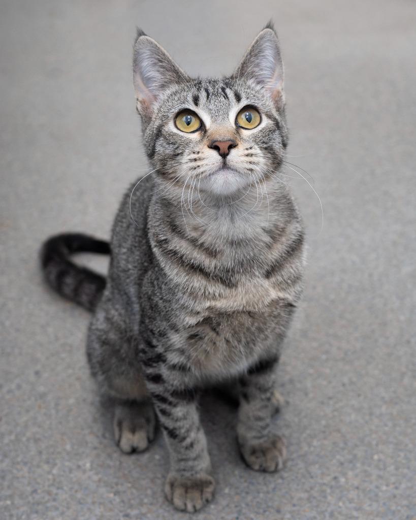 Enlarge Clawdia, a Adoptable mixed breed in Boone, IA image 2/3