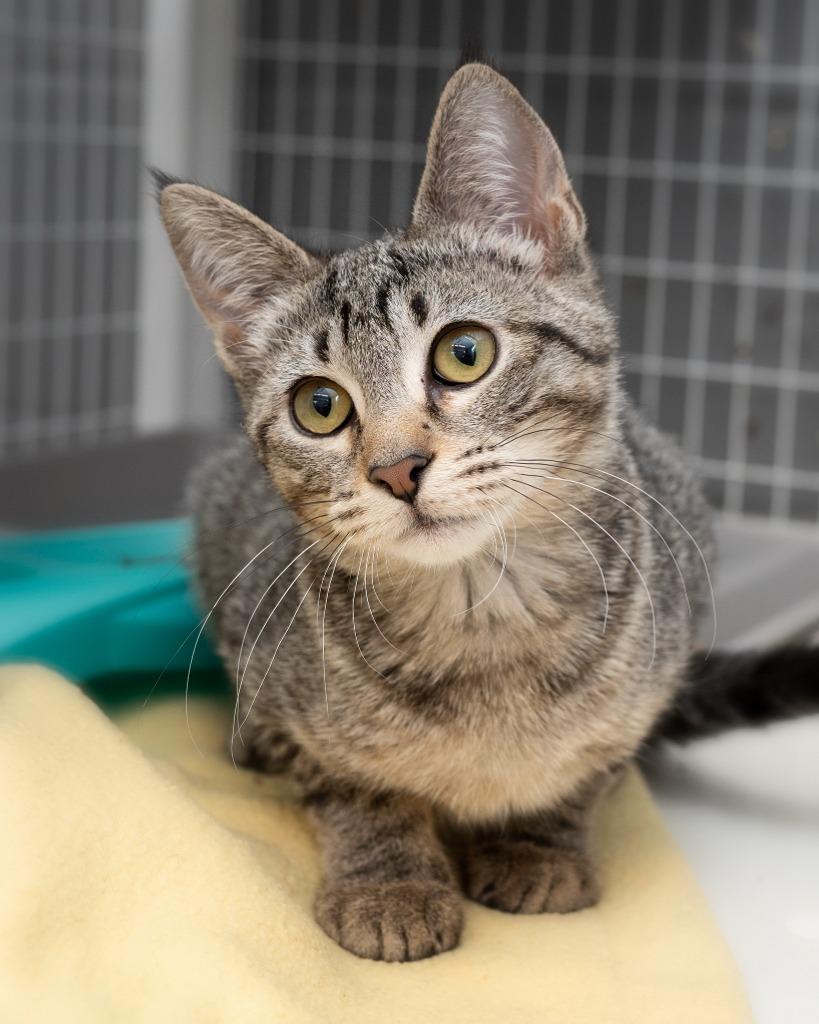 Enlarge Clawdia, a Adoptable mixed breed in Boone, IA image 3/3