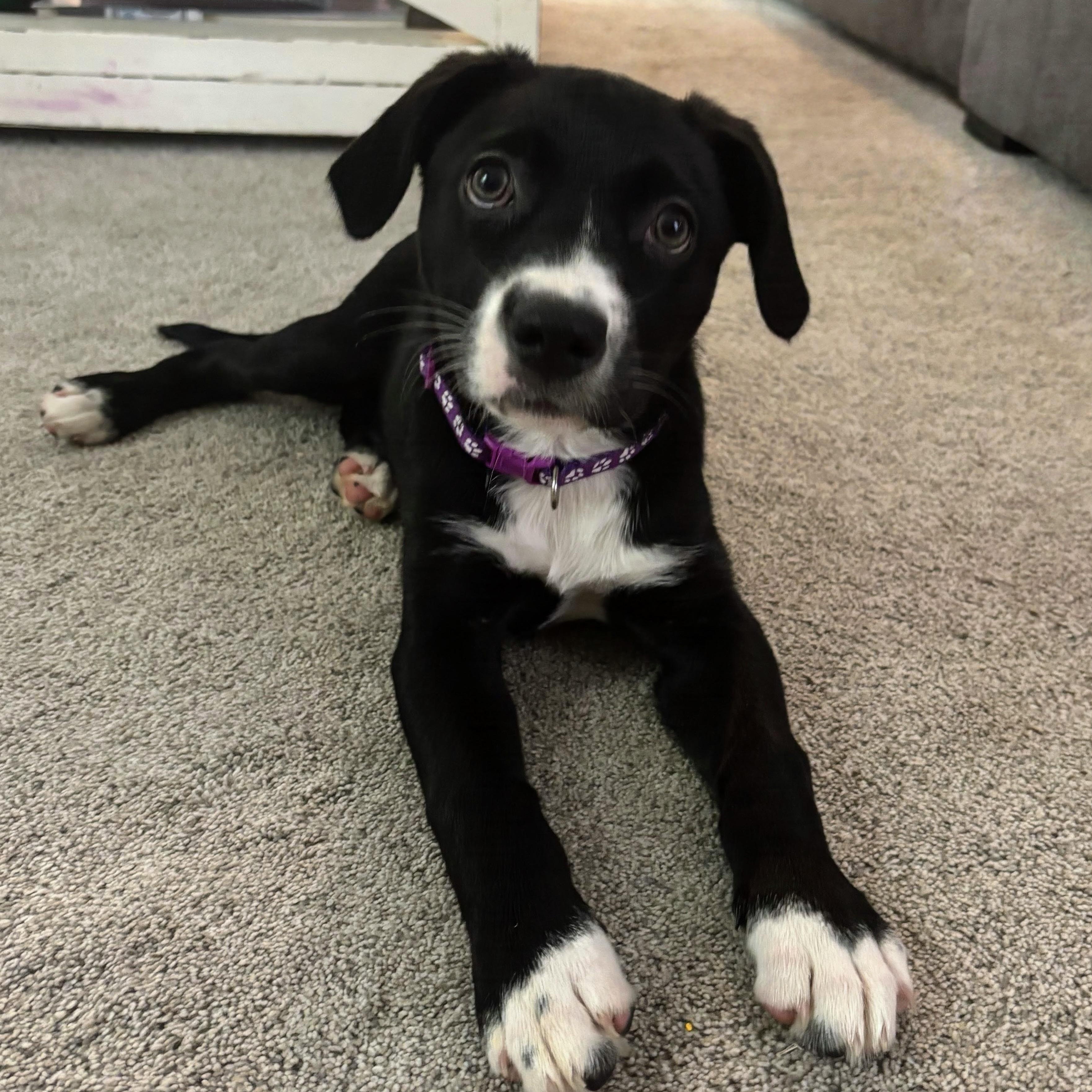 Franny, an adopted mixed breed in Rock Hill, SC image 2/6