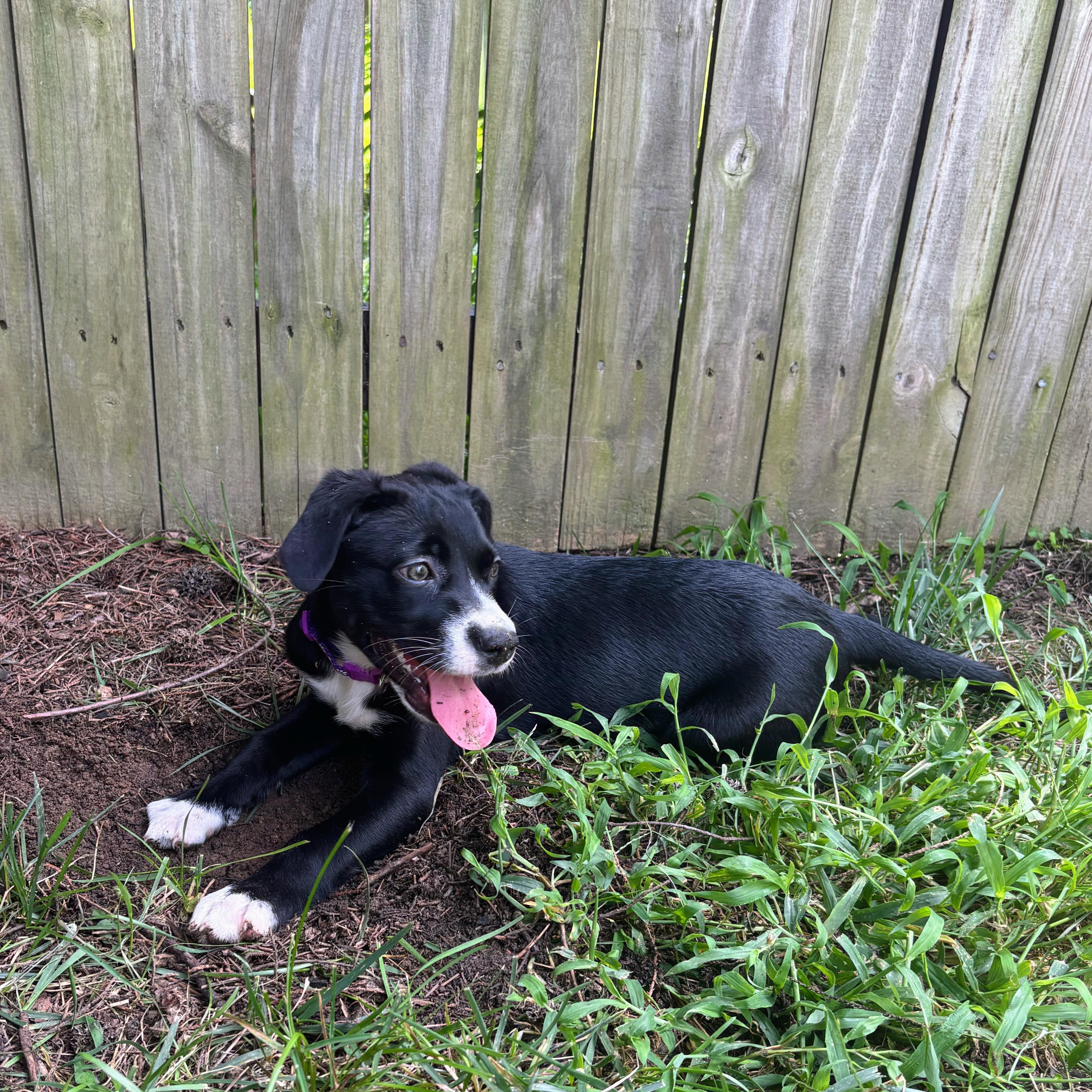 Franny, an adopted mixed breed in Rock Hill, SC image 4/6