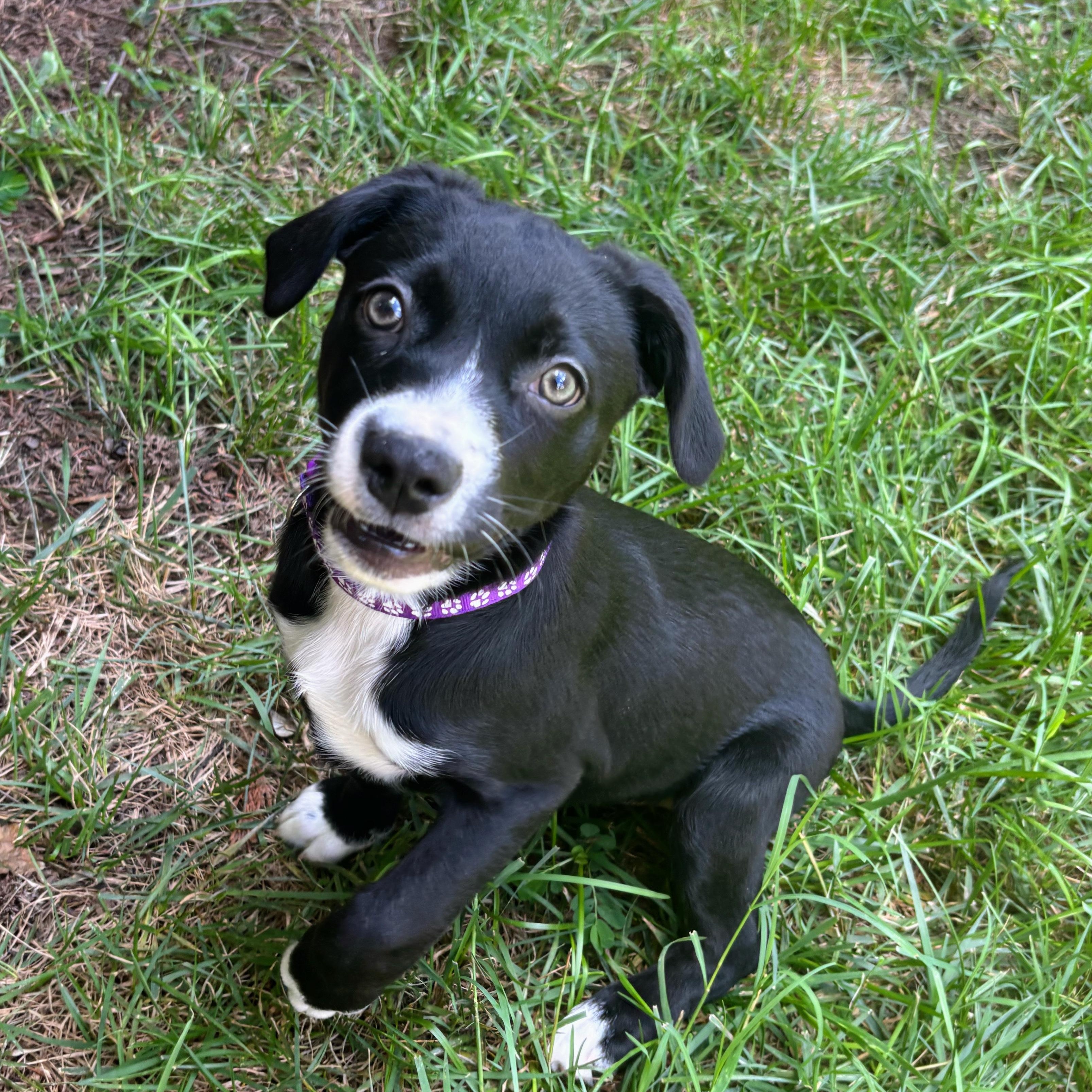 Franny, an adopted mixed breed in Rock Hill, SC image 3/6
