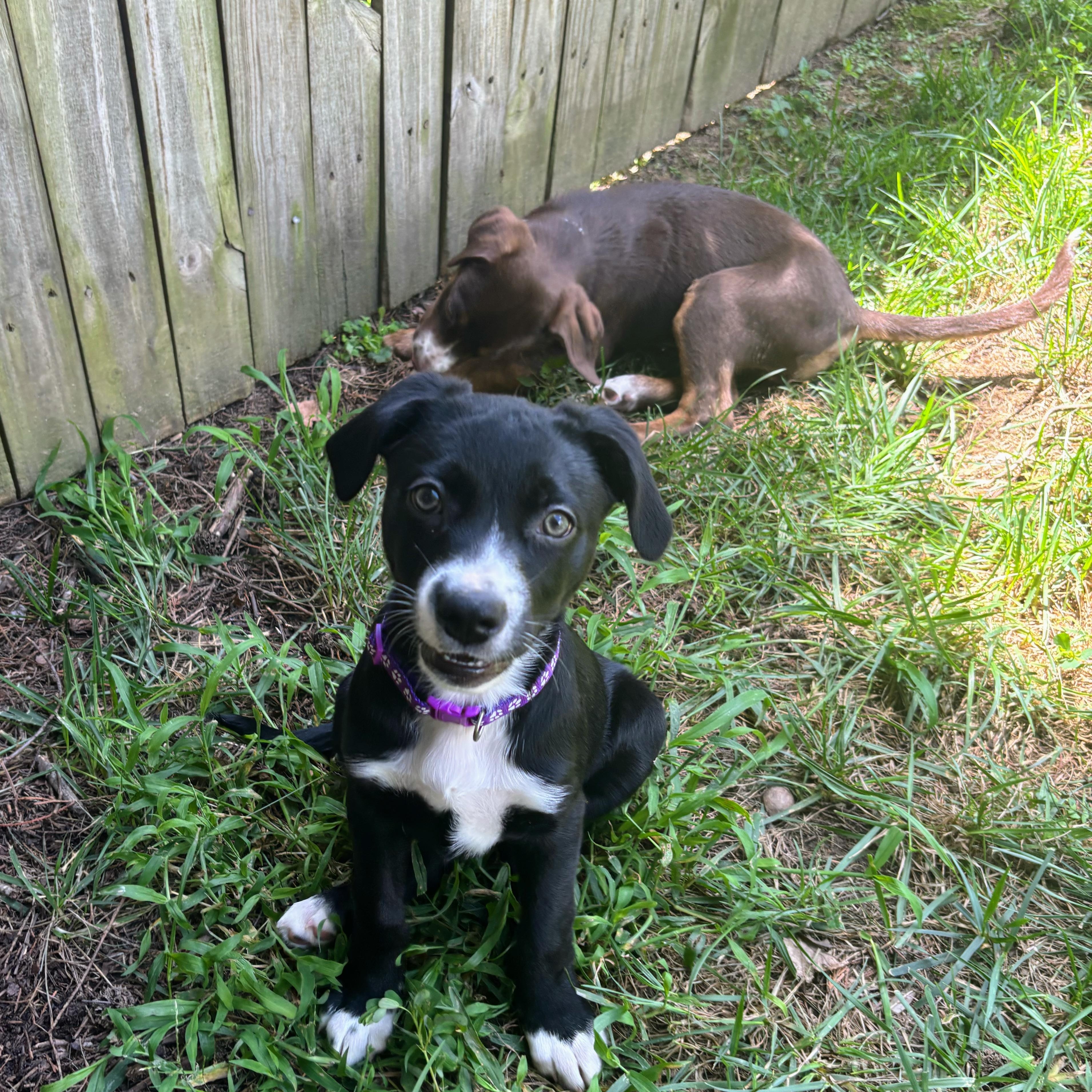 Franny, an adopted mixed breed in Rock Hill, SC image 5/6
