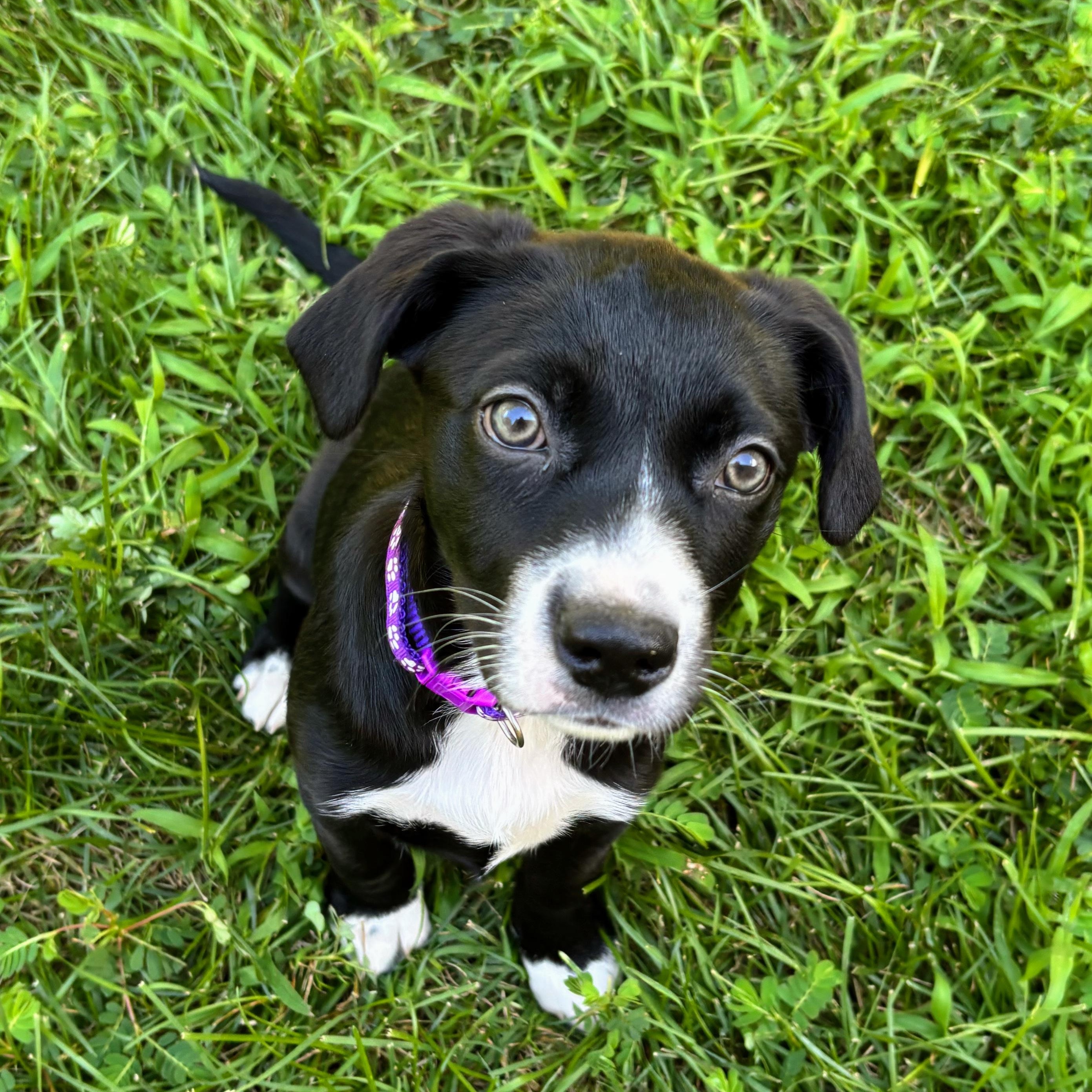 Franny, adopted, Puppy Female Labrador Retriever & Mixed Breed.