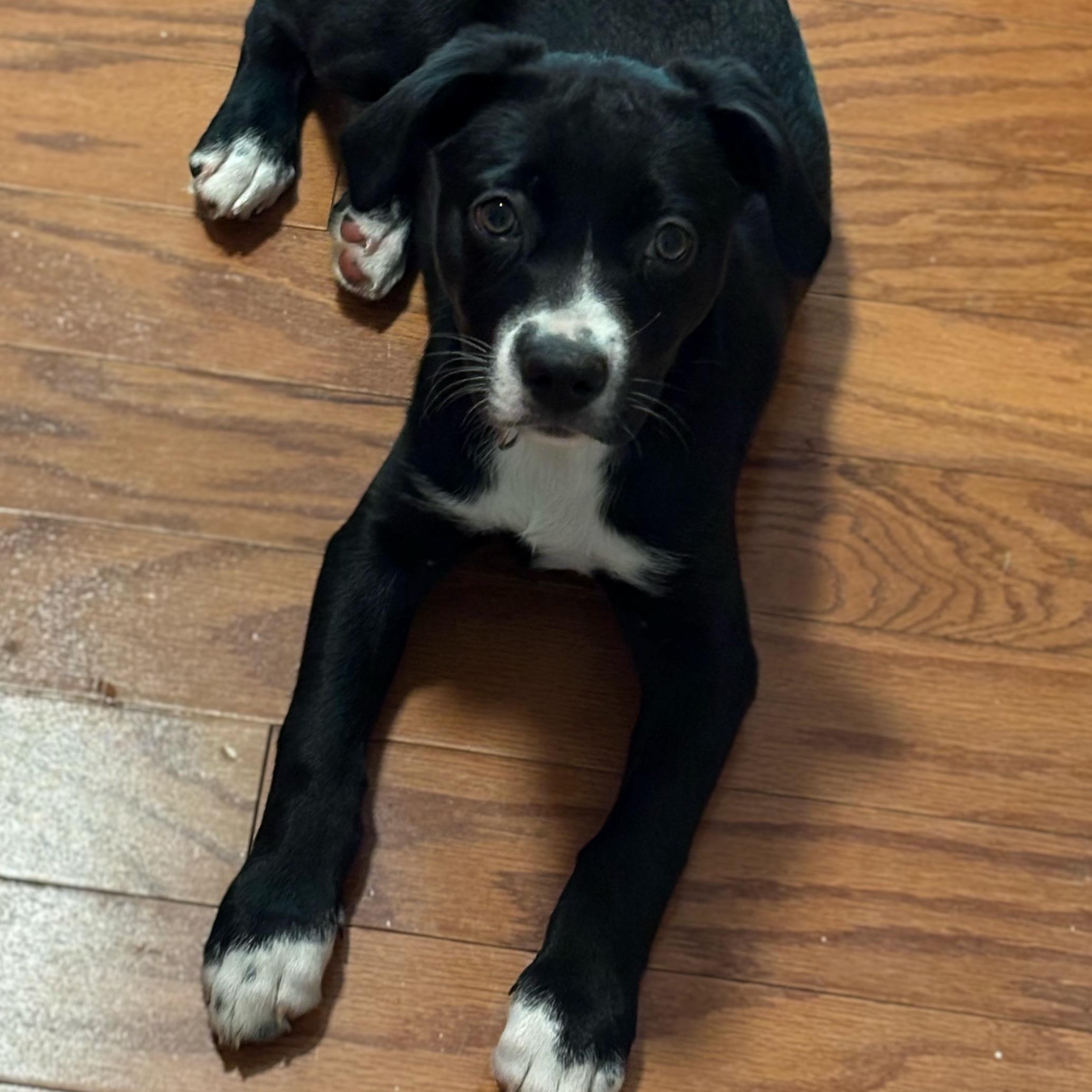 Franny, an adopted mixed breed in Rock Hill, SC image 6/6