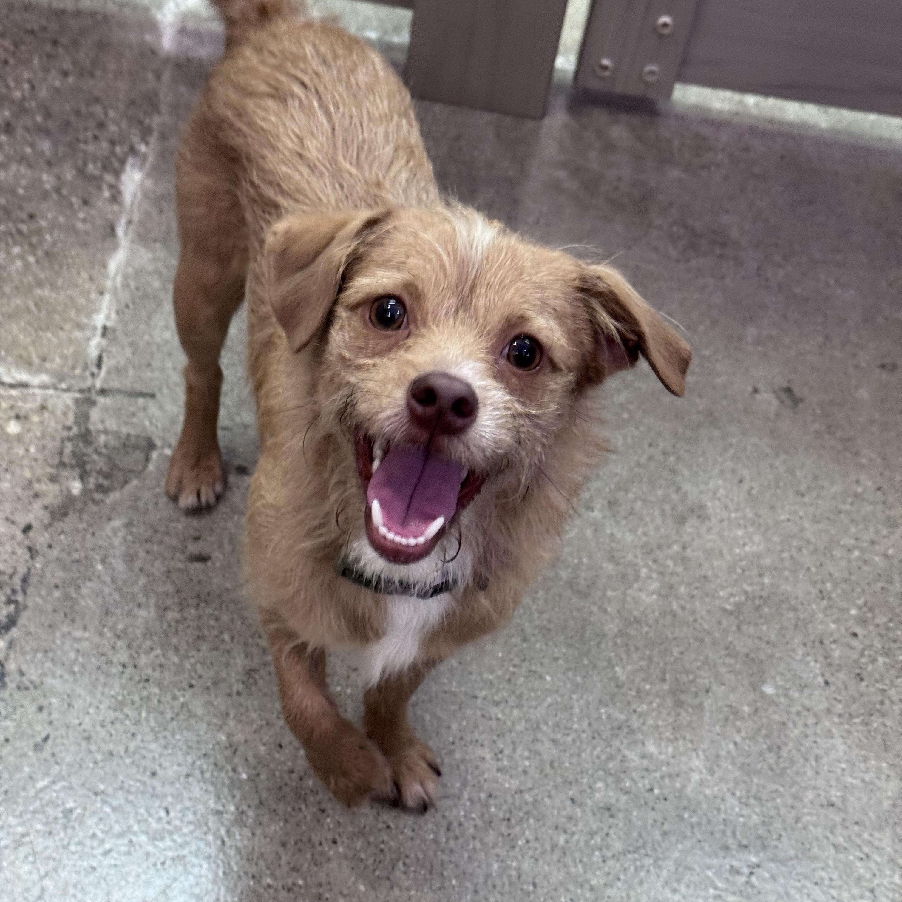 Enlarge Tasman, an adopted Terrier in Thousand Oaks, CA image 1/2