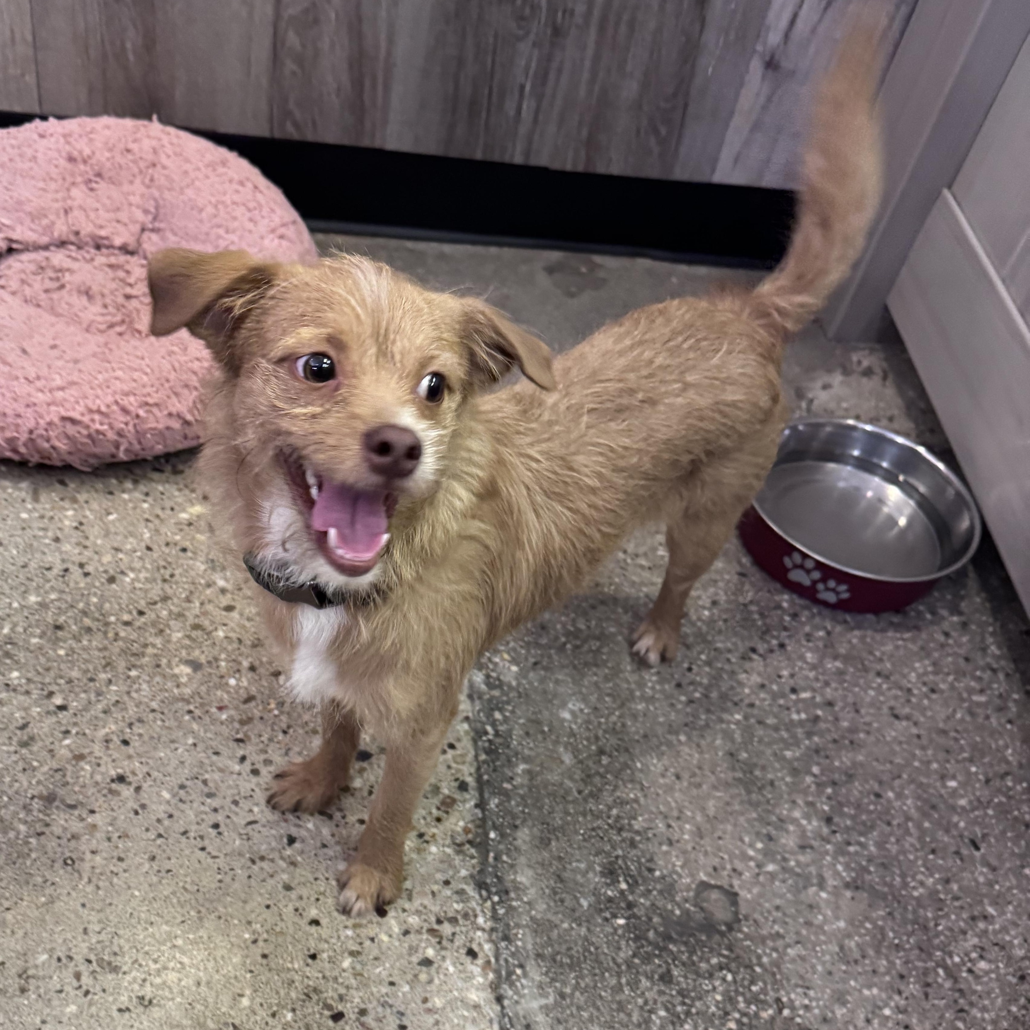 Enlarge Tasman, an adopted Terrier in Thousand Oaks, CA image 2/2