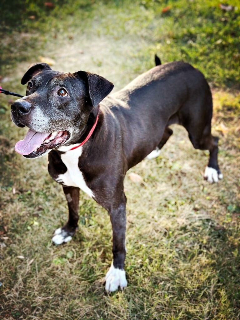 Reagan, Adoptable, Adult Female Labrador Retriever & Shepherd.