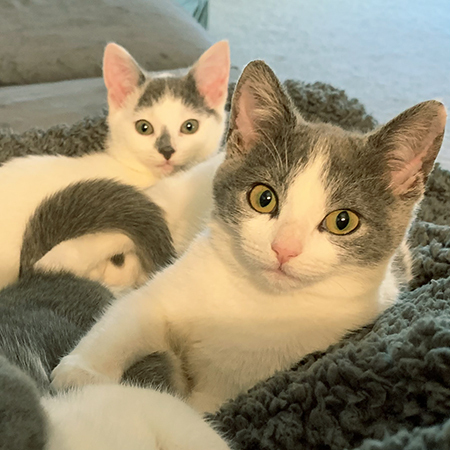 Fancy & Freebird, a Adopted Domestic Short Hair in Nags Head, NC image 1/10