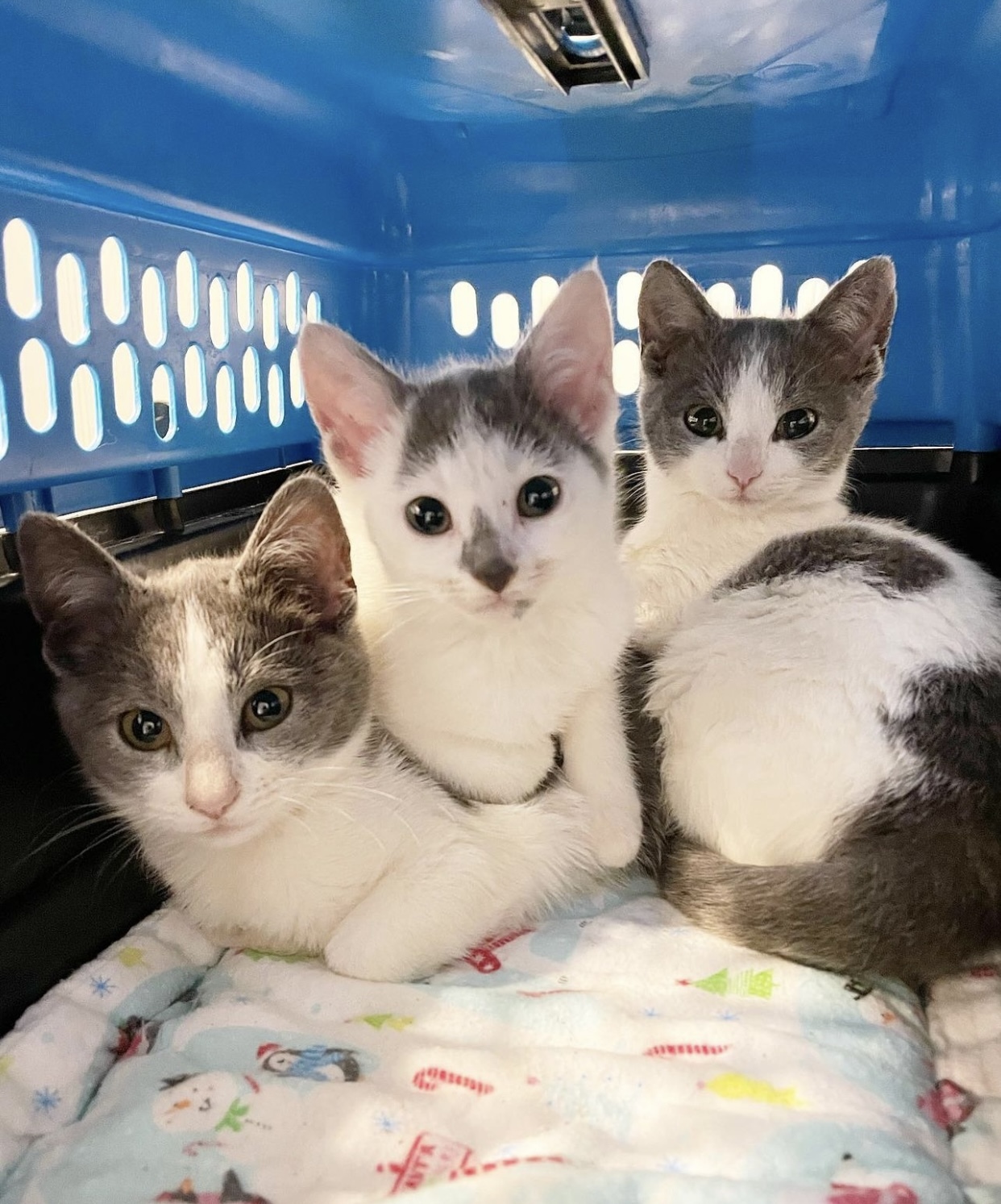 Fancy & Freebird, a Adopted Domestic Short Hair in Nags Head, NC image 2/10