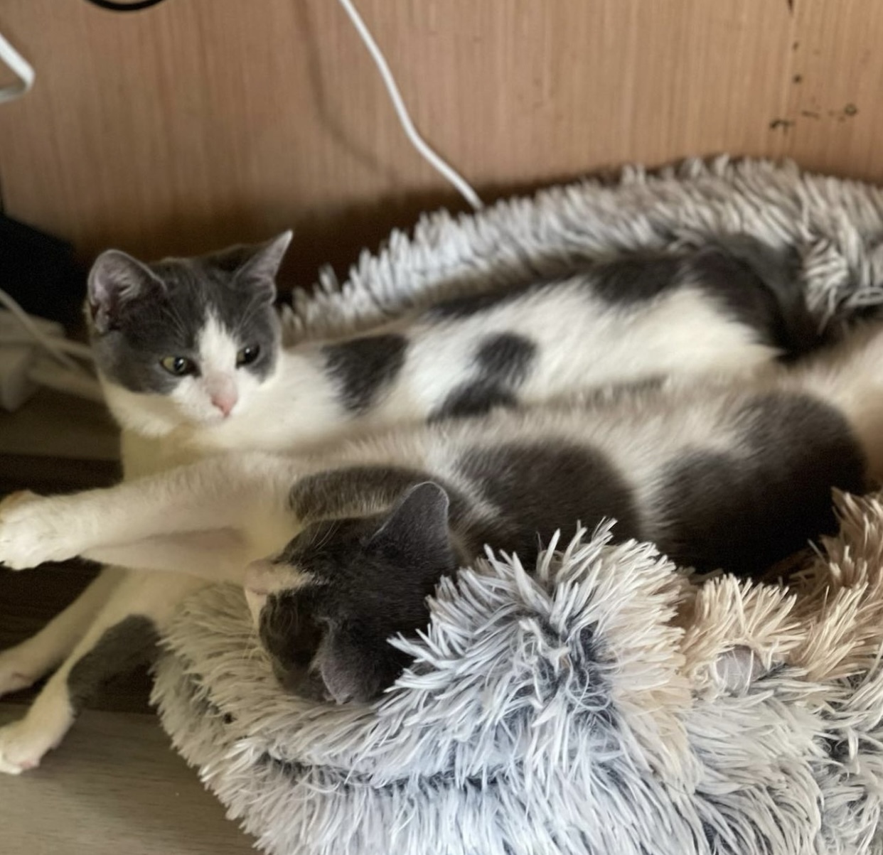 Fancy & Freebird, a Adopted Domestic Short Hair in Nags Head, NC image 3/10