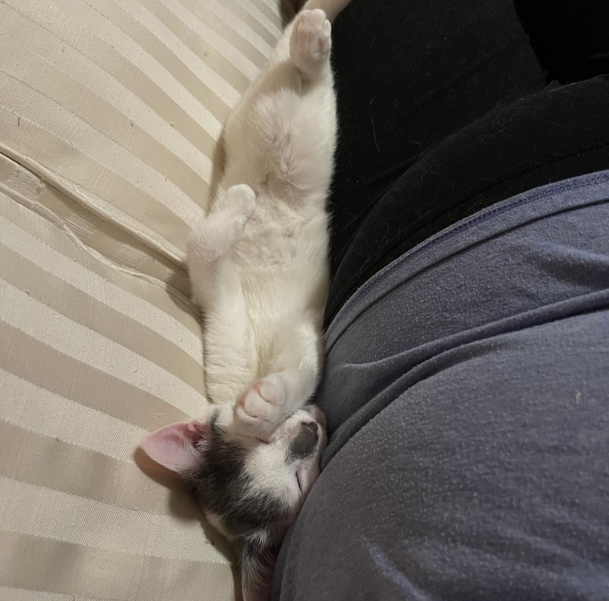 Fancy & Freebird, a Adopted Domestic Short Hair in Nags Head, NC image 4/10