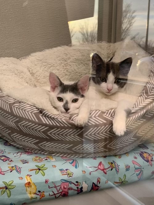 Fancy & Freebird, a Adopted Domestic Short Hair in Nags Head, NC image 5/10