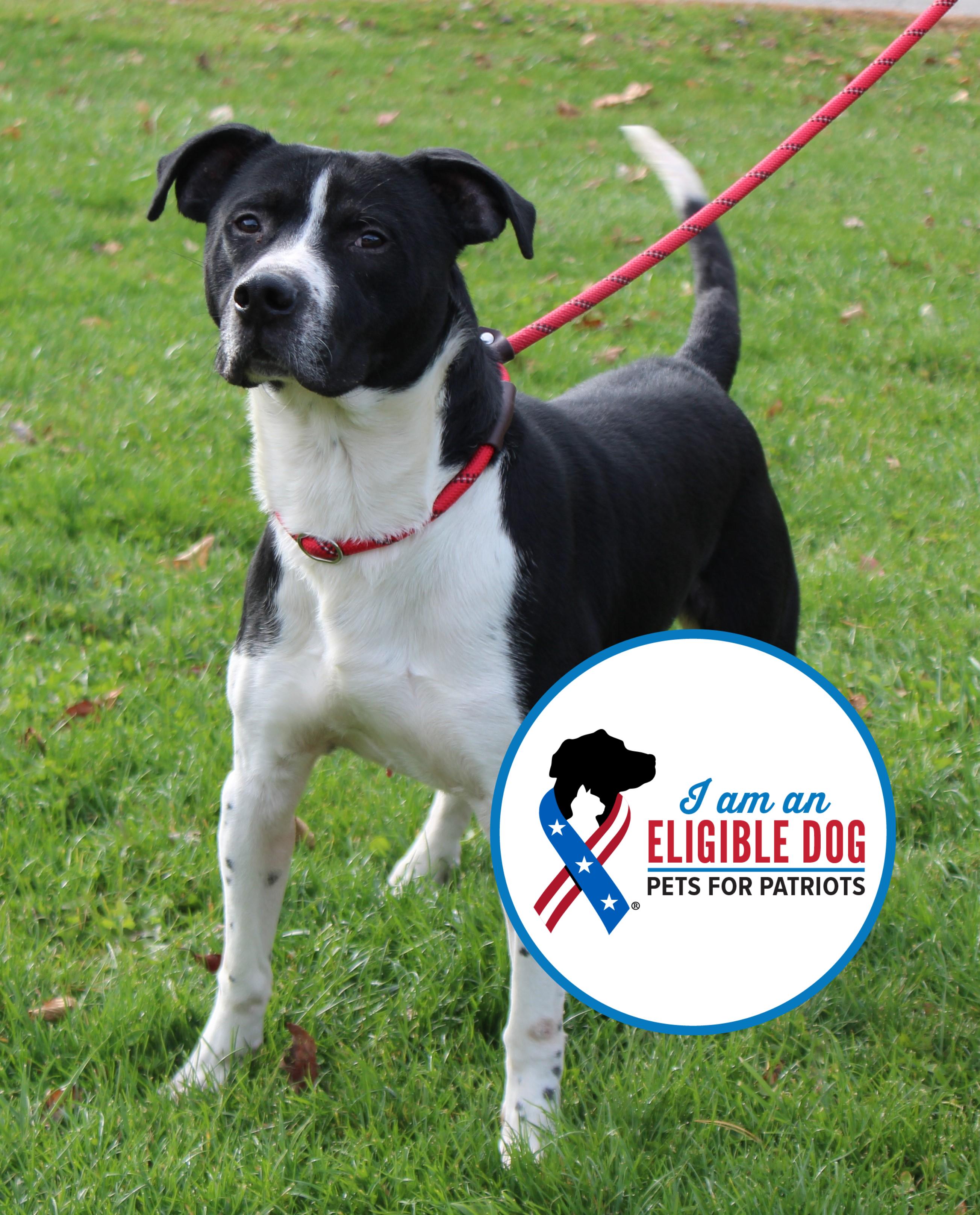 Willie (9075), Adoptable, Adult Male Pit Bull Terrier.