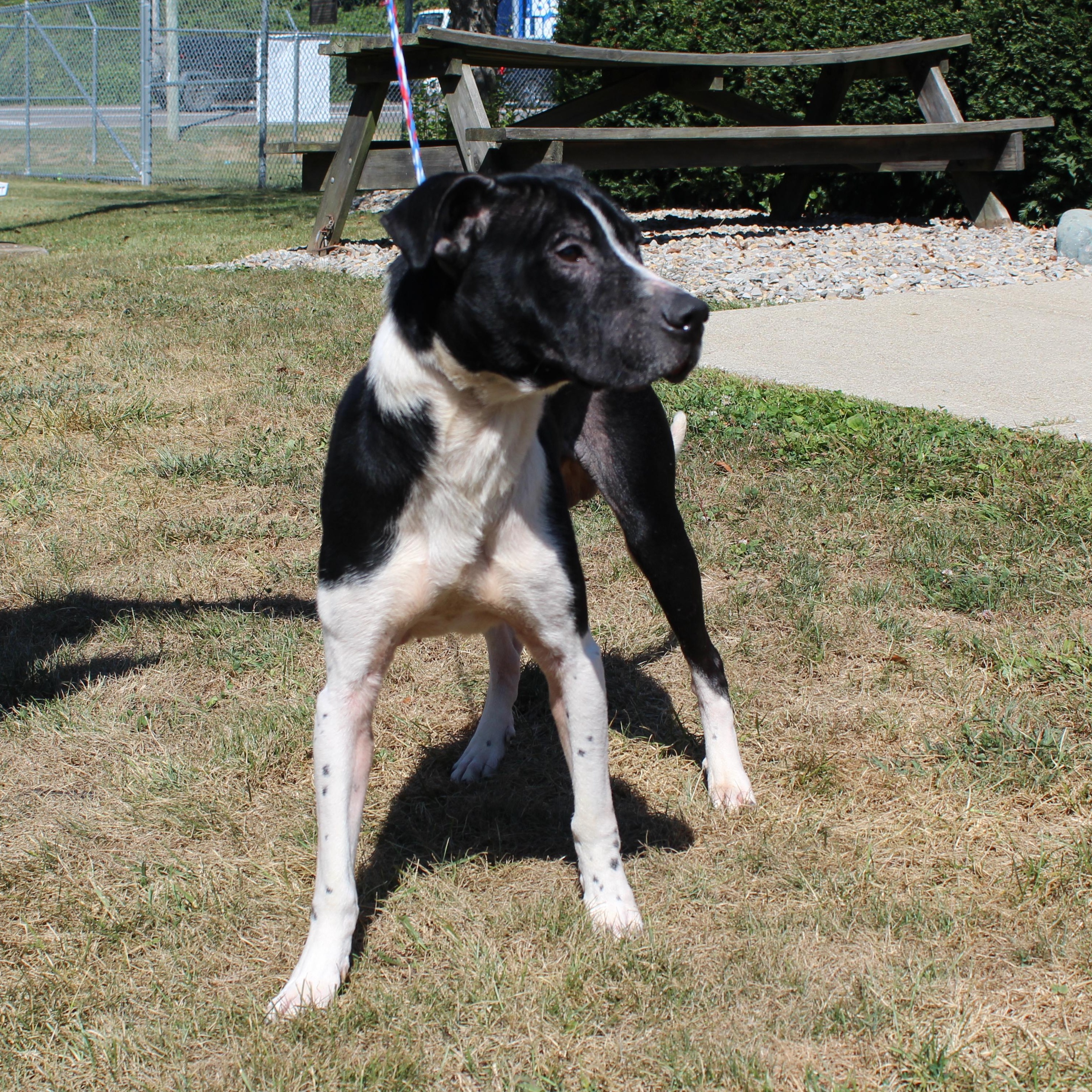 Willie (9075), a Adoptable mixed breed in Heath, OH image 4/4