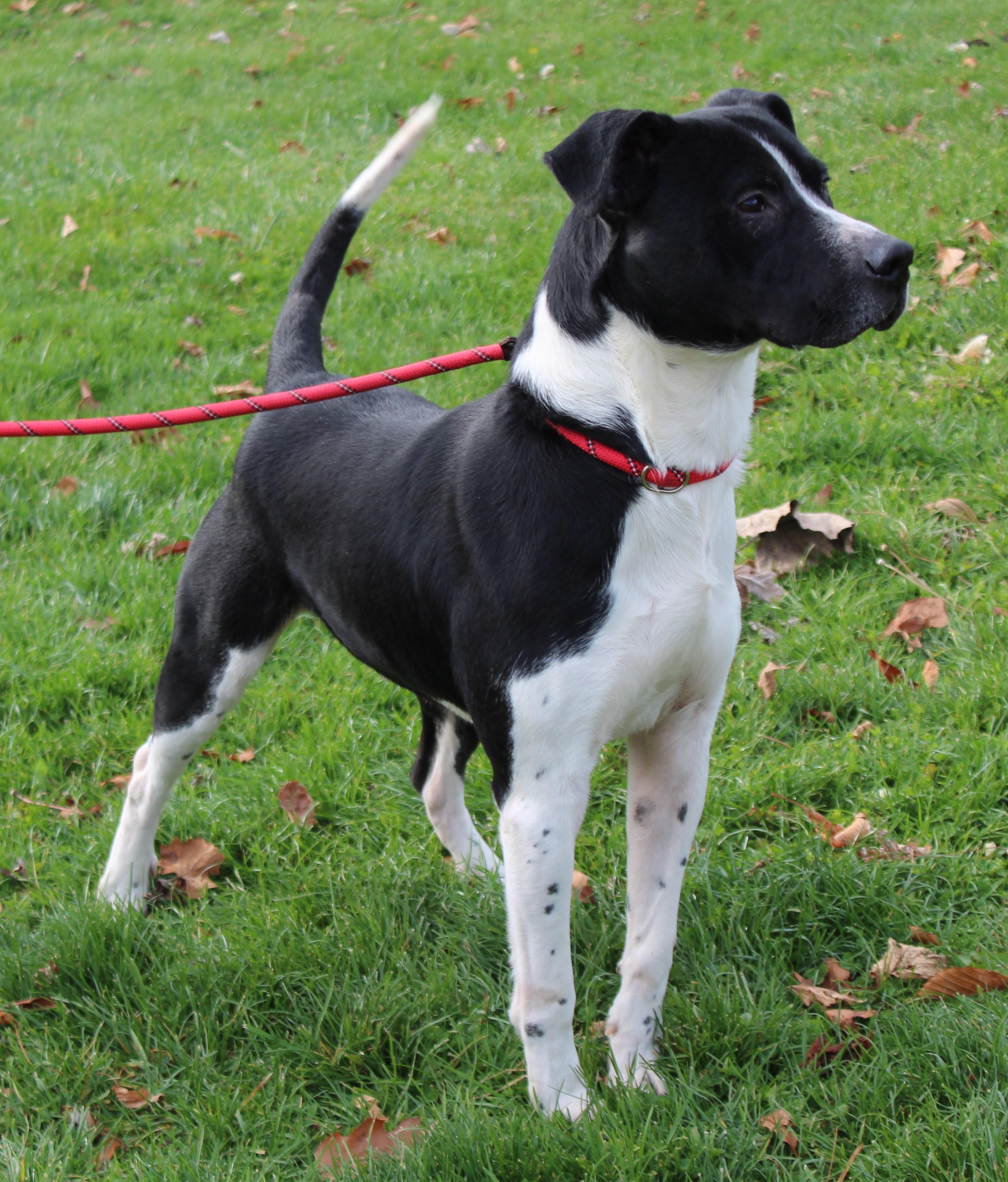 Willie (9075), a Adoptable mixed breed in Heath, OH image 2/4