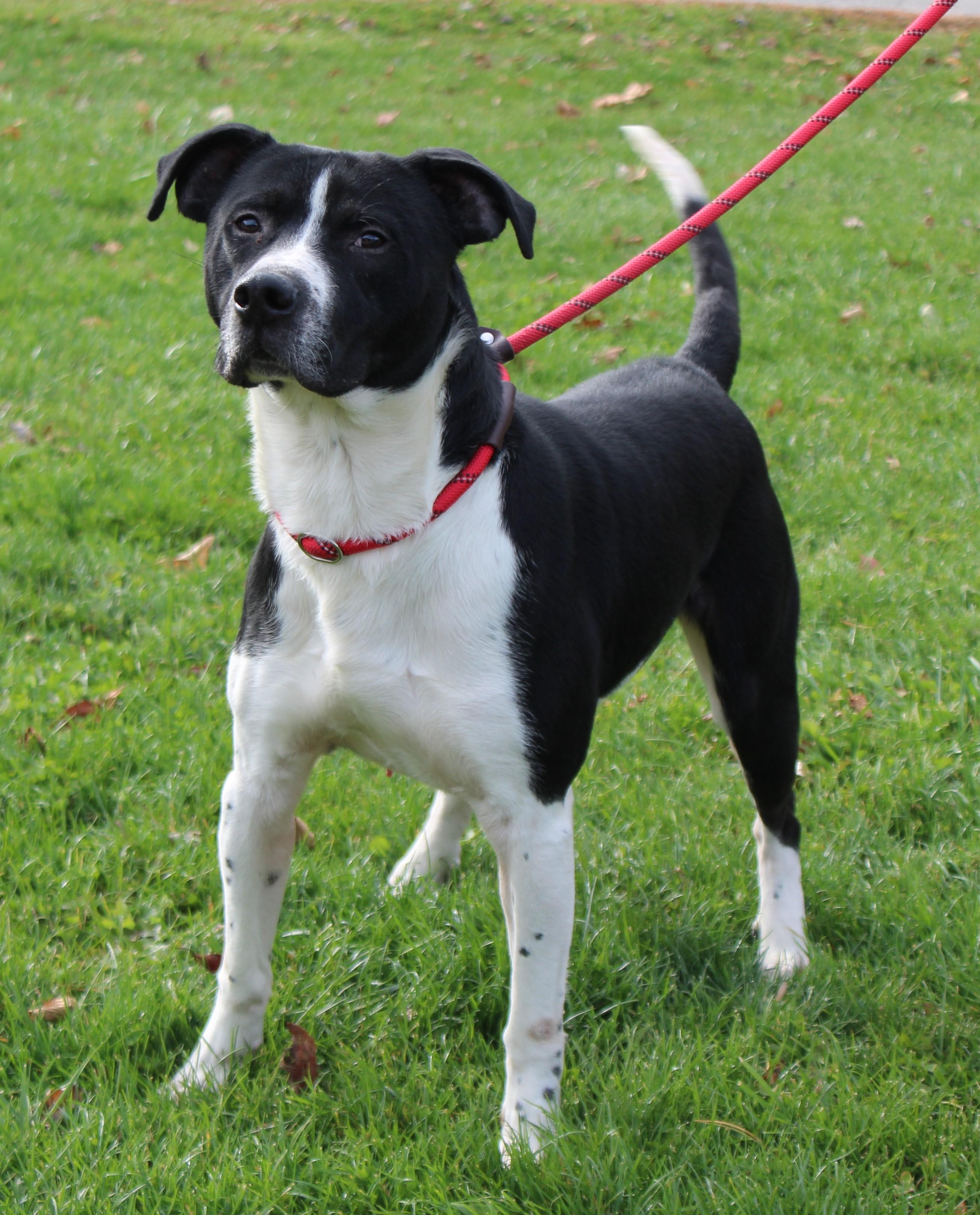 Willie (9075), a Adoptable mixed breed in Heath, OH image 1/4