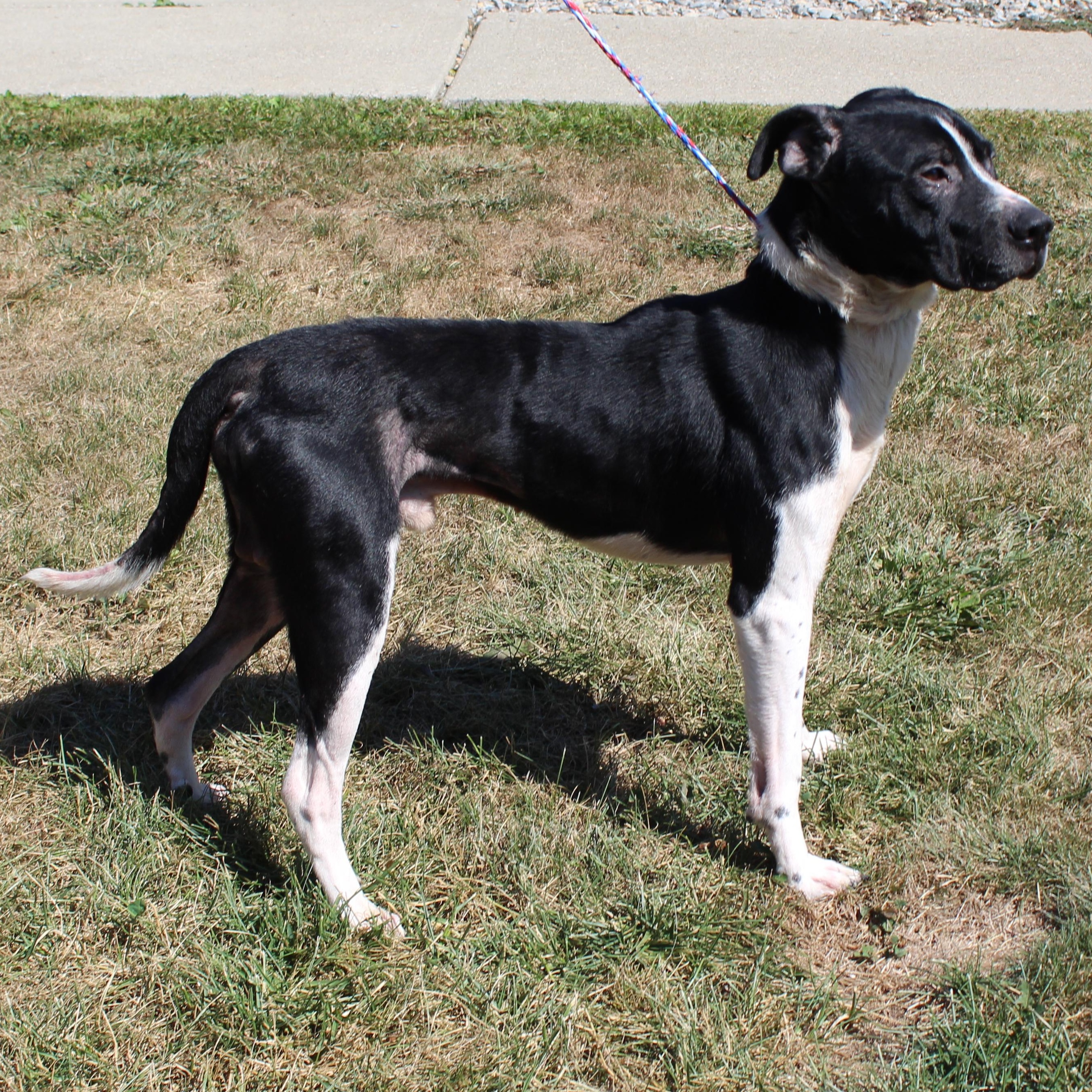 Willie (9075), a Adoptable mixed breed in Heath, OH image 3/4