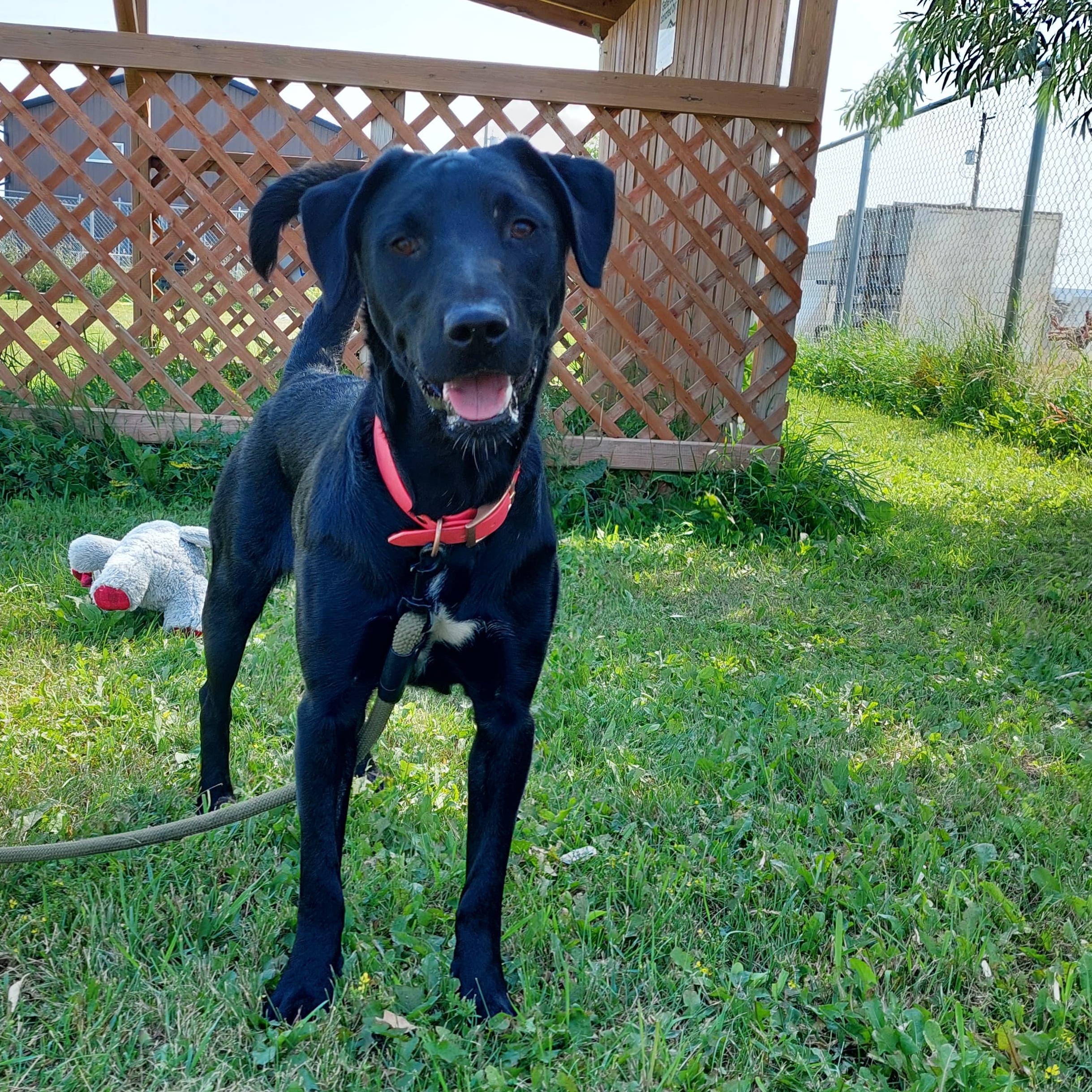 Frankie, an adoptable Mixed Breed in Morden, MB, R6M 1Y4 | Photo Image 3