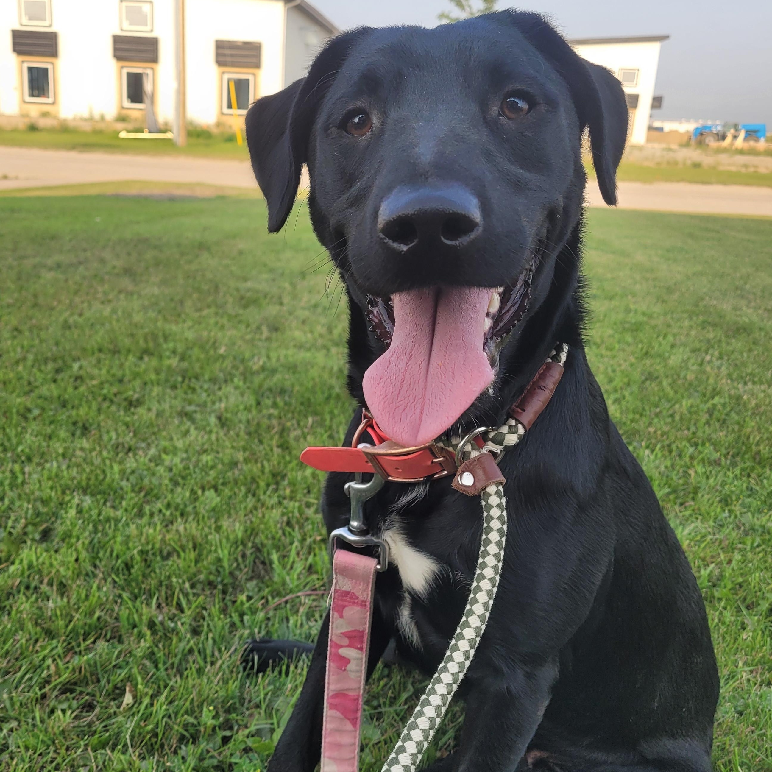 Frankie, an adoptable Mixed Breed in Morden, MB, R6M 1Y4 | Photo Image 4