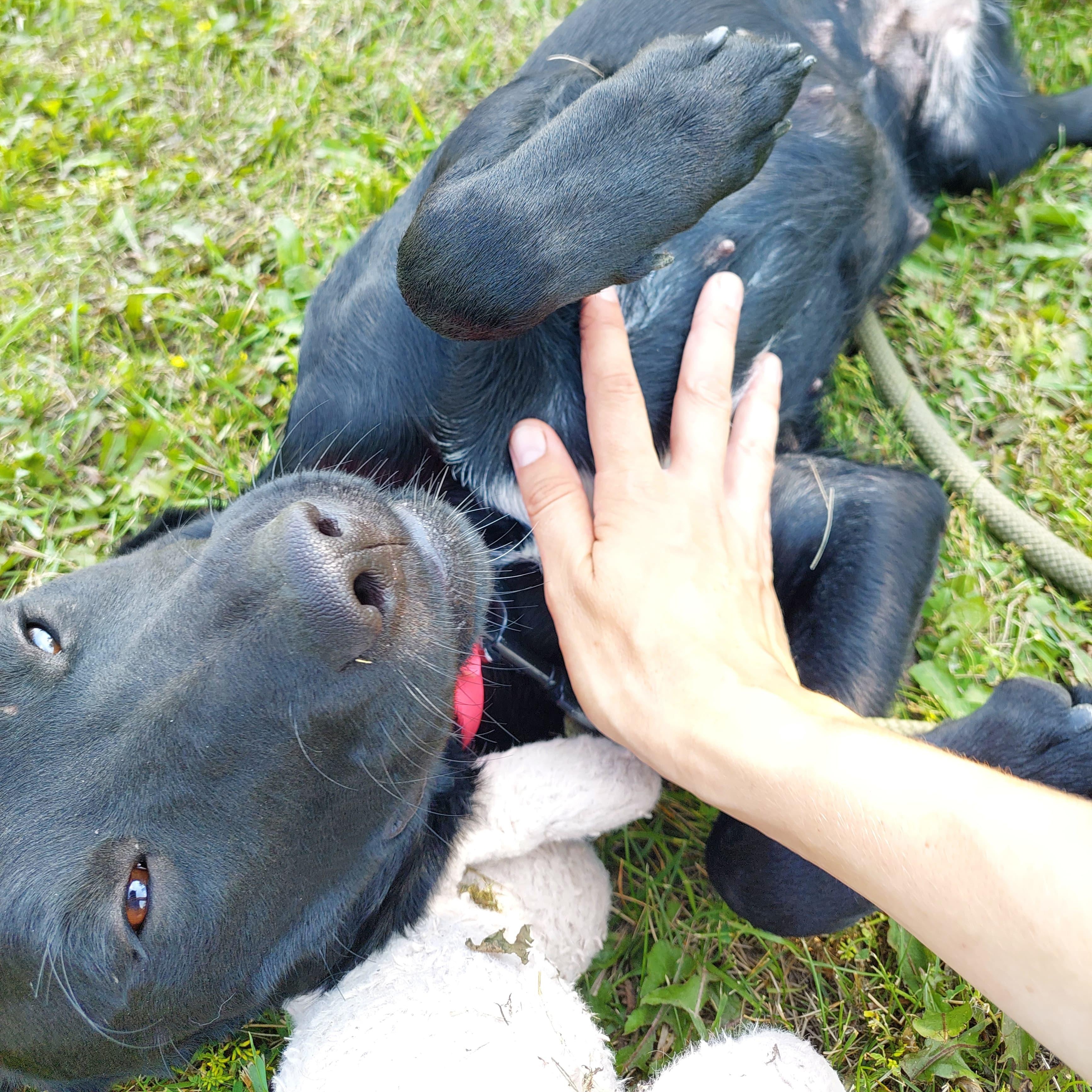 Frankie, an adoptable Mixed Breed in Morden, MB, R6M 1Y4 | Photo Image 1
