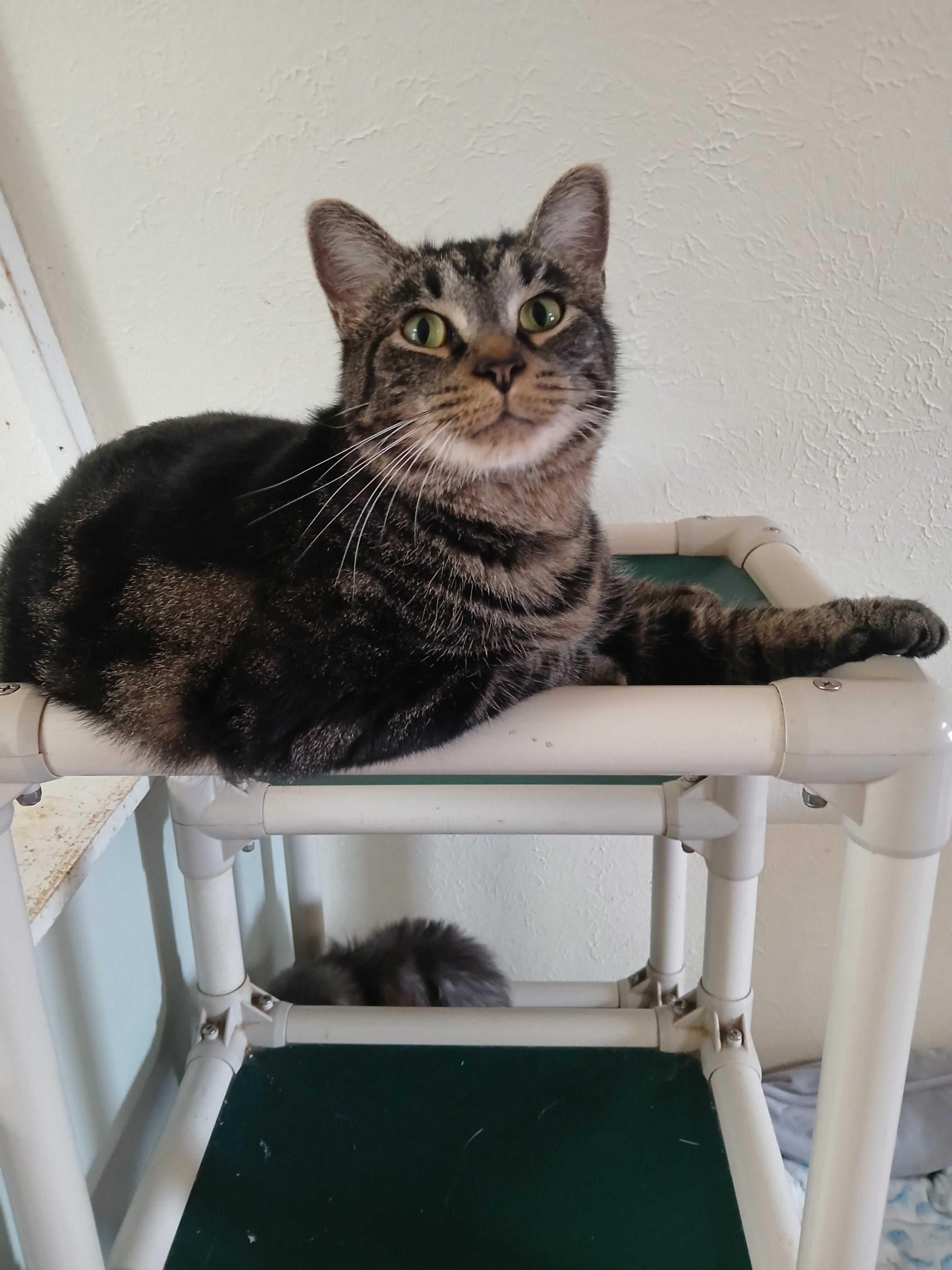 Theo, a Adoptable mixed breed in Anderson, IN image 1/2