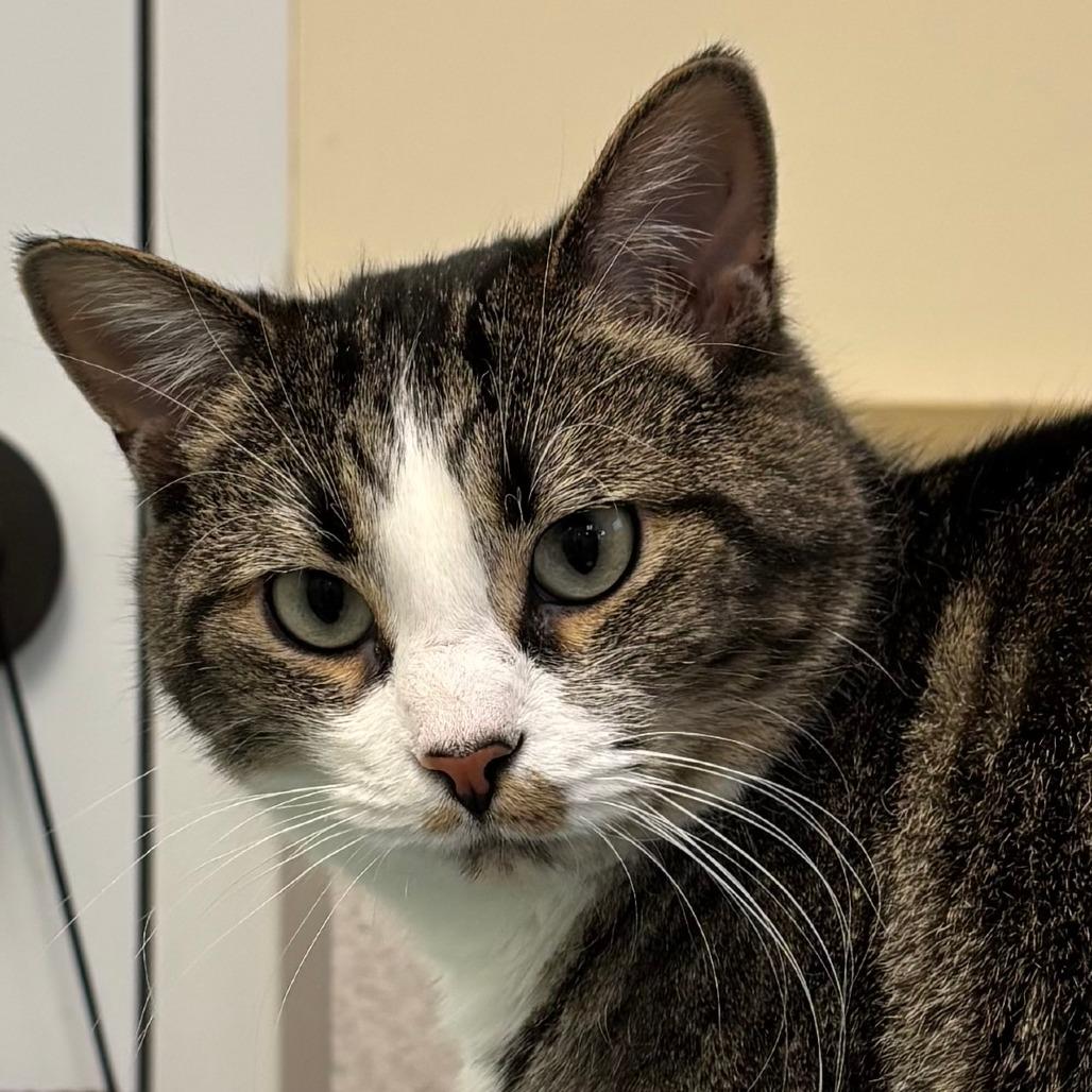 Elsie, a Adoptable Domestic Short Hair in Naperville, IL image 1/5