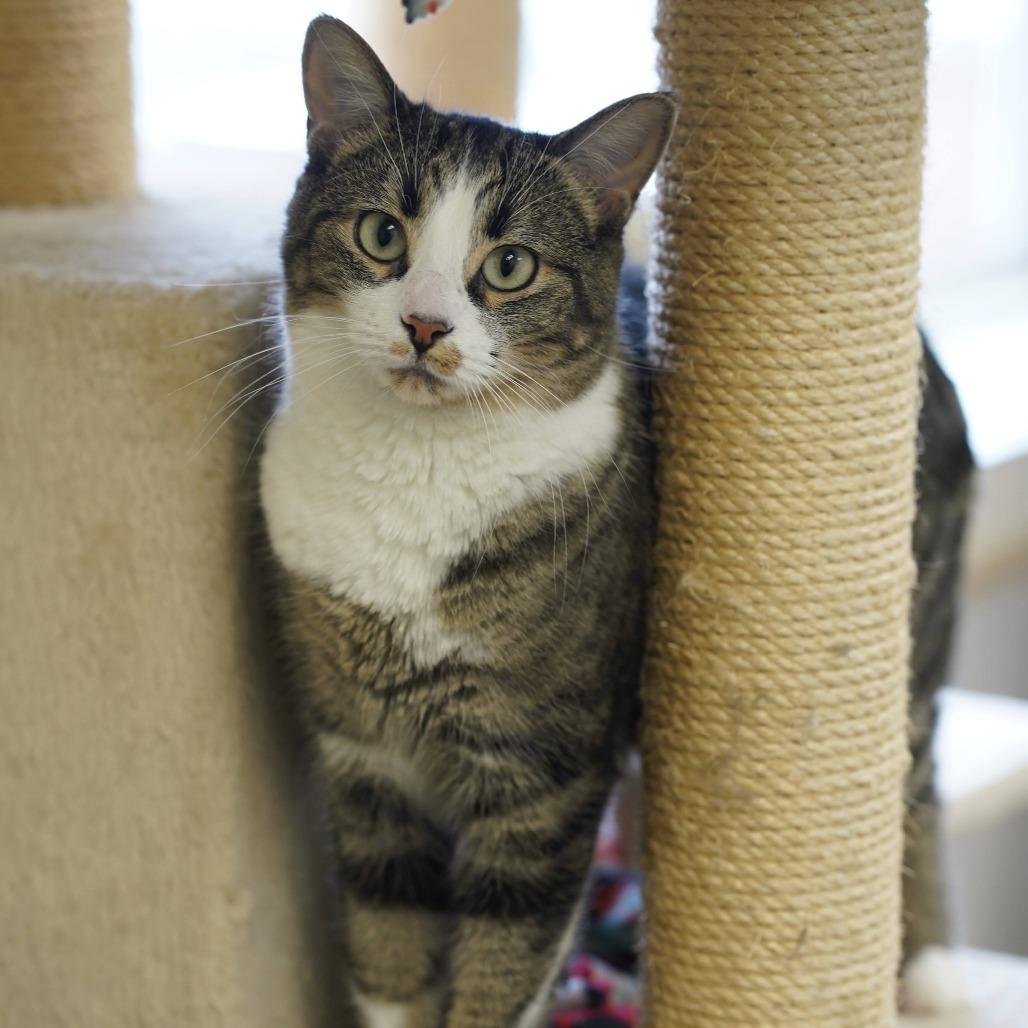 Elsie, a Adoptable Domestic Short Hair in Naperville, IL image 2/5