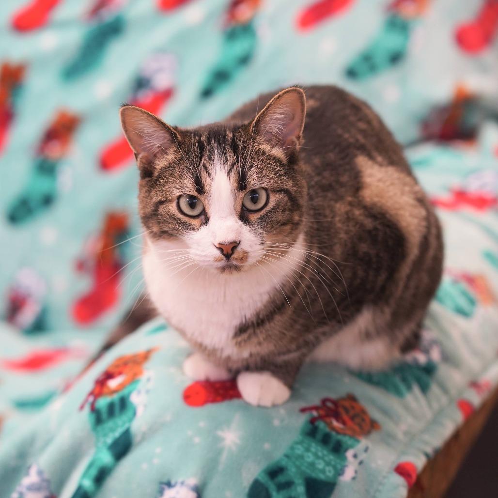 Elsie, a Adoptable Domestic Short Hair in Naperville, IL image 3/5