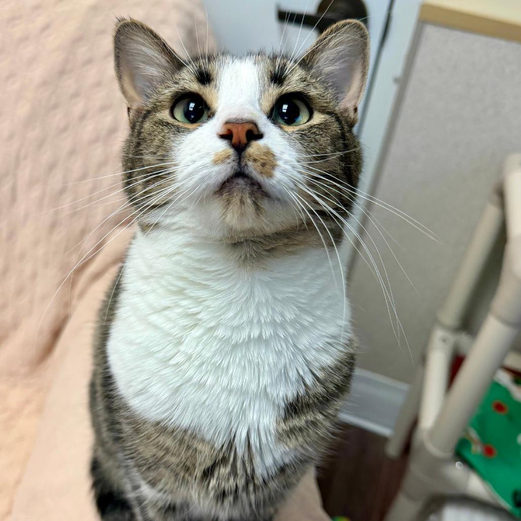 Elsie, a Adoptable Domestic Short Hair in Naperville, IL image 4/5