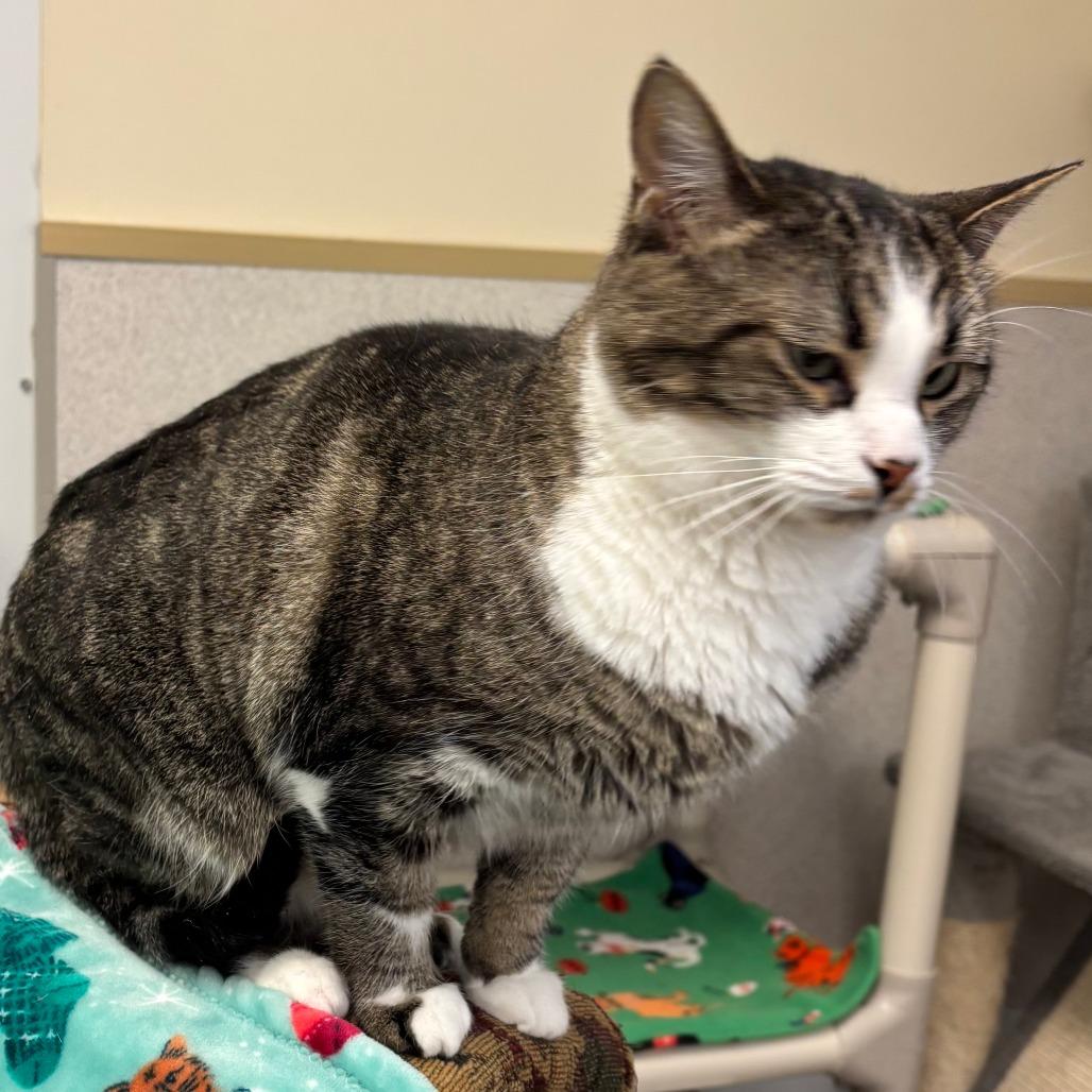 Elsie, a Adoptable Domestic Short Hair in Naperville, IL image 5/5