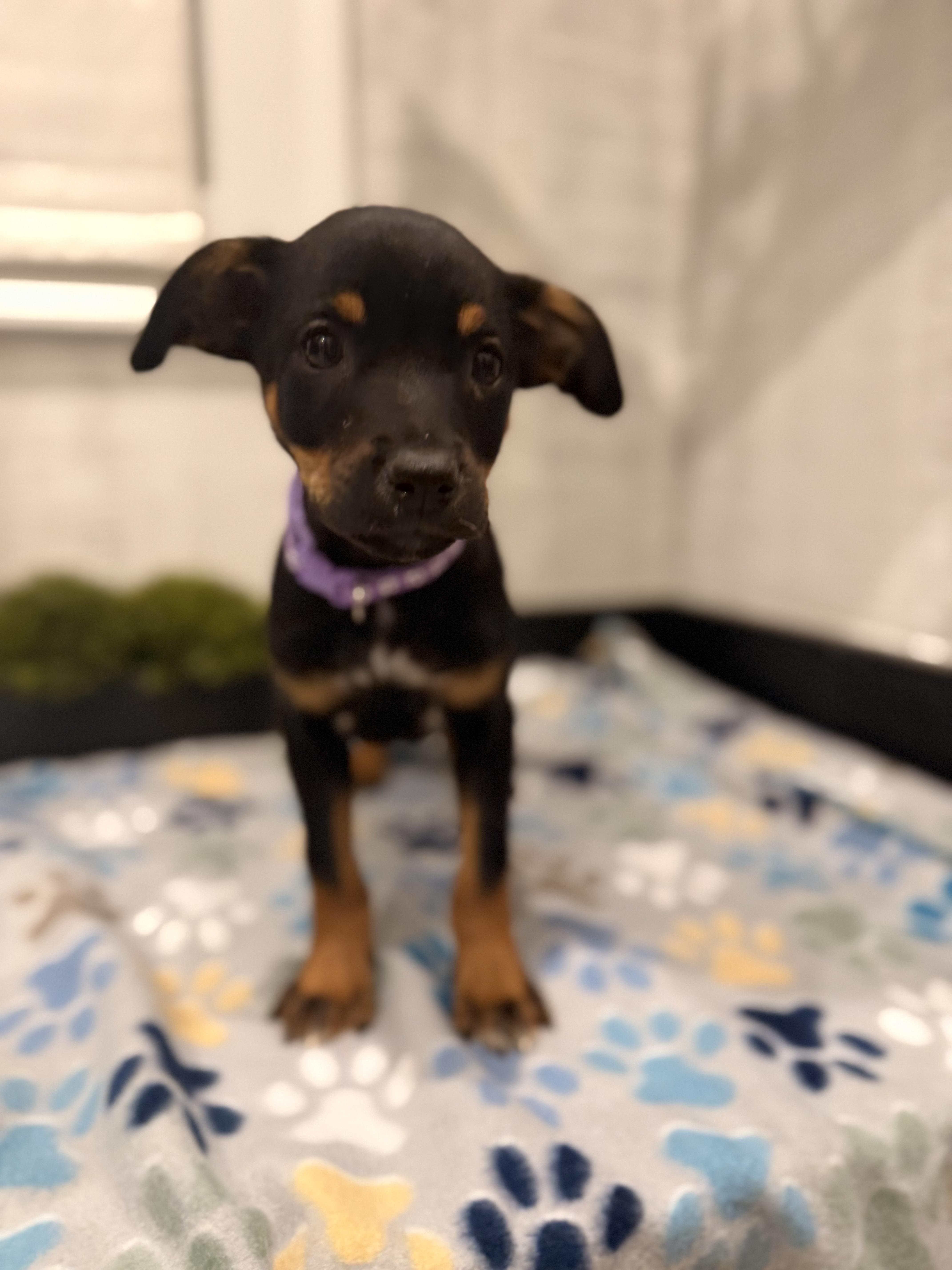 Pumpkin - Thanksgiving Litter