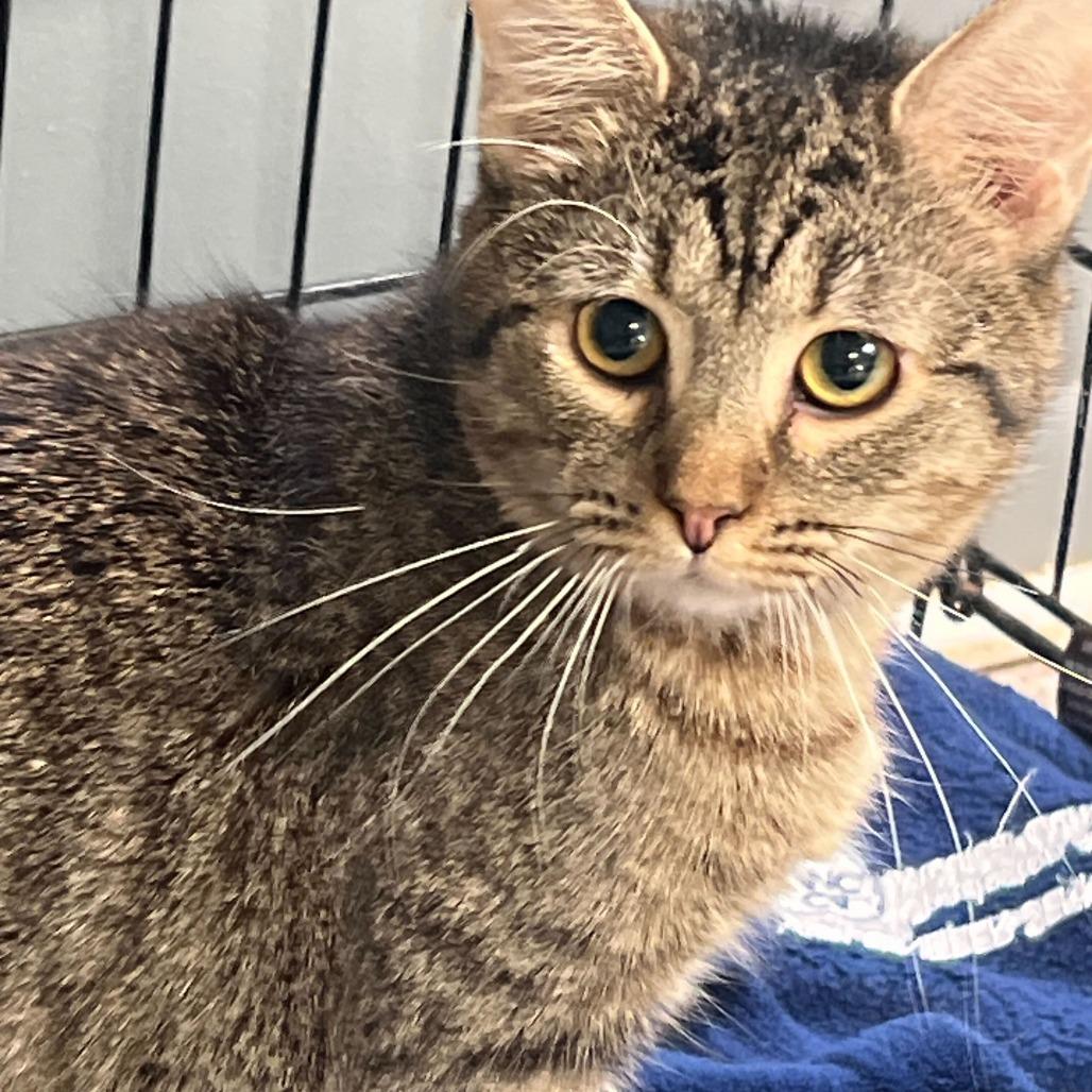 Clue, Adoptable, Kitten Male Domestic Medium Hair.