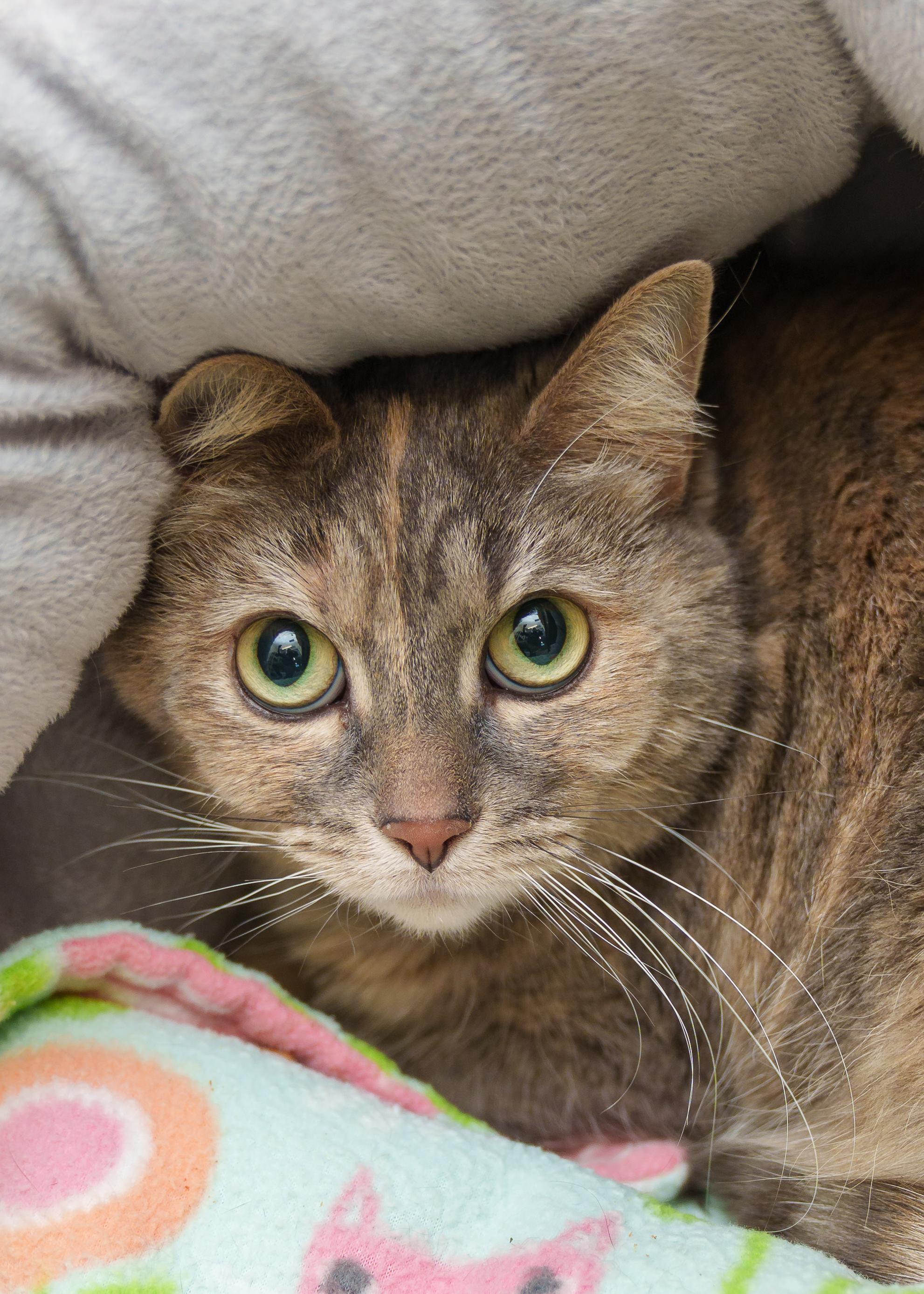 Rose, a ADOPTABLE Domestic Short Hair in Boise, ID image 1/2