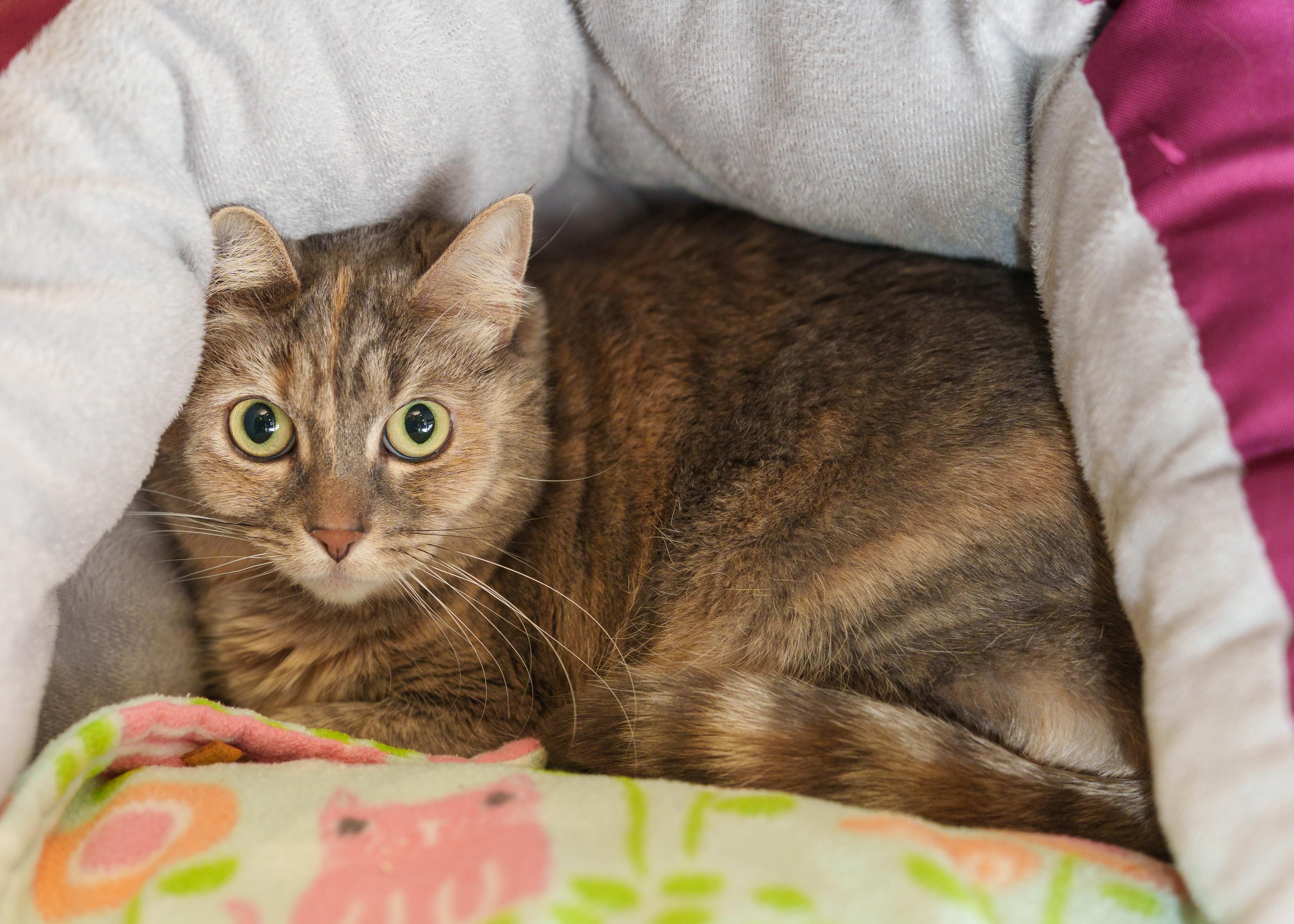 Rose, a ADOPTABLE Domestic Short Hair in Boise, ID image 2/2